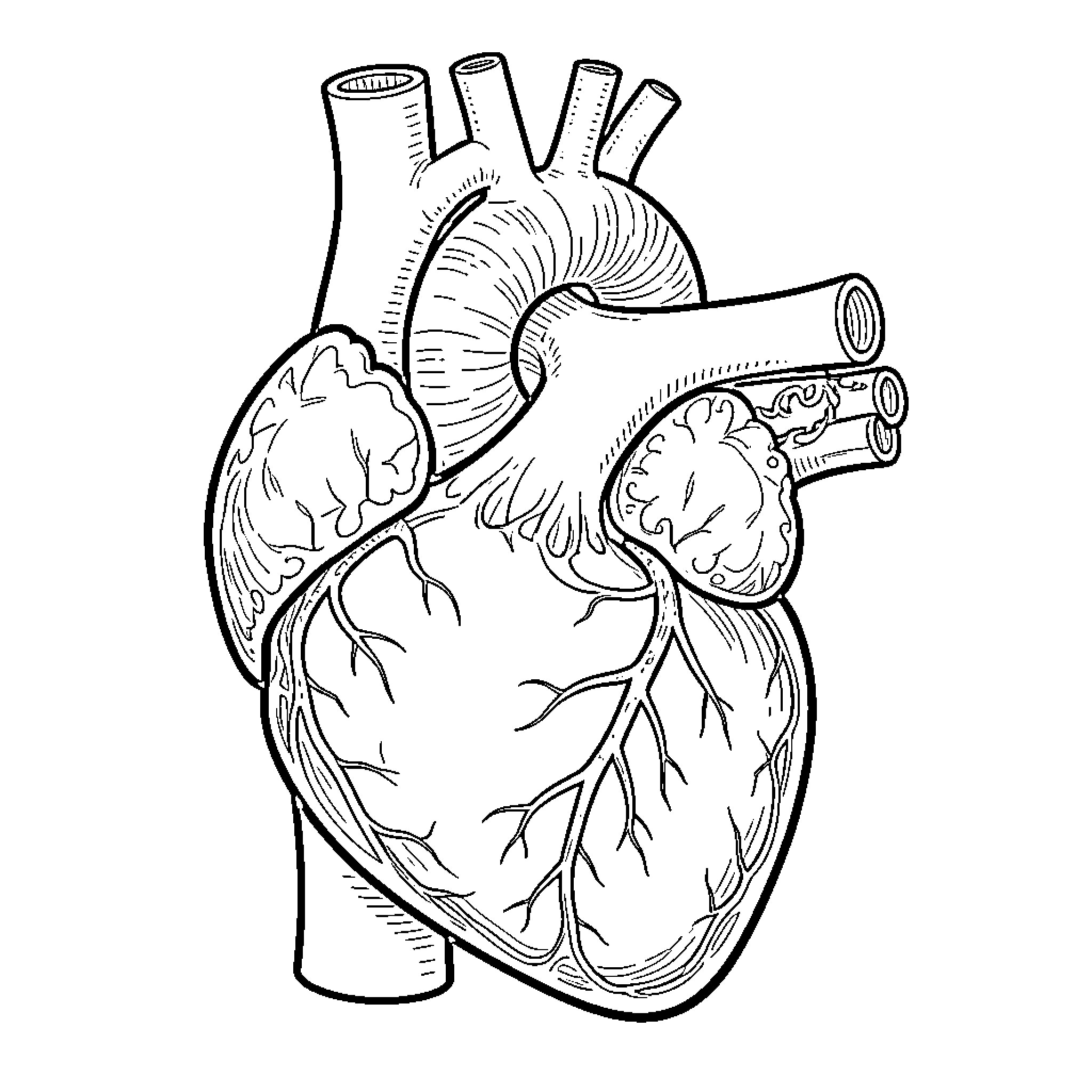 Heart showing detailed anatomical structure and blood vessels Coloring Page (free black-and-white line drawing printable PDF for all, from beginners to advanced learners, including children, teens, adults, and seniors)