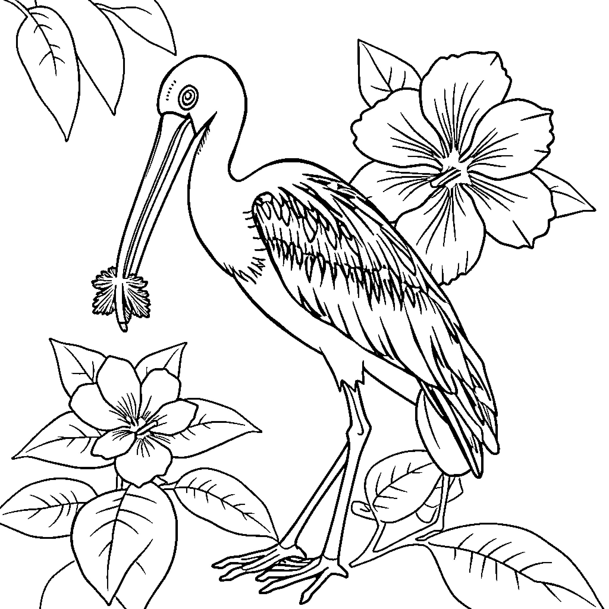 Spoonbill amid tropical flowers and leaves Coloring Page (free black-and-white line drawing printable PDF for all, from beginners to advanced learners, including children, teens, adults, and seniors)