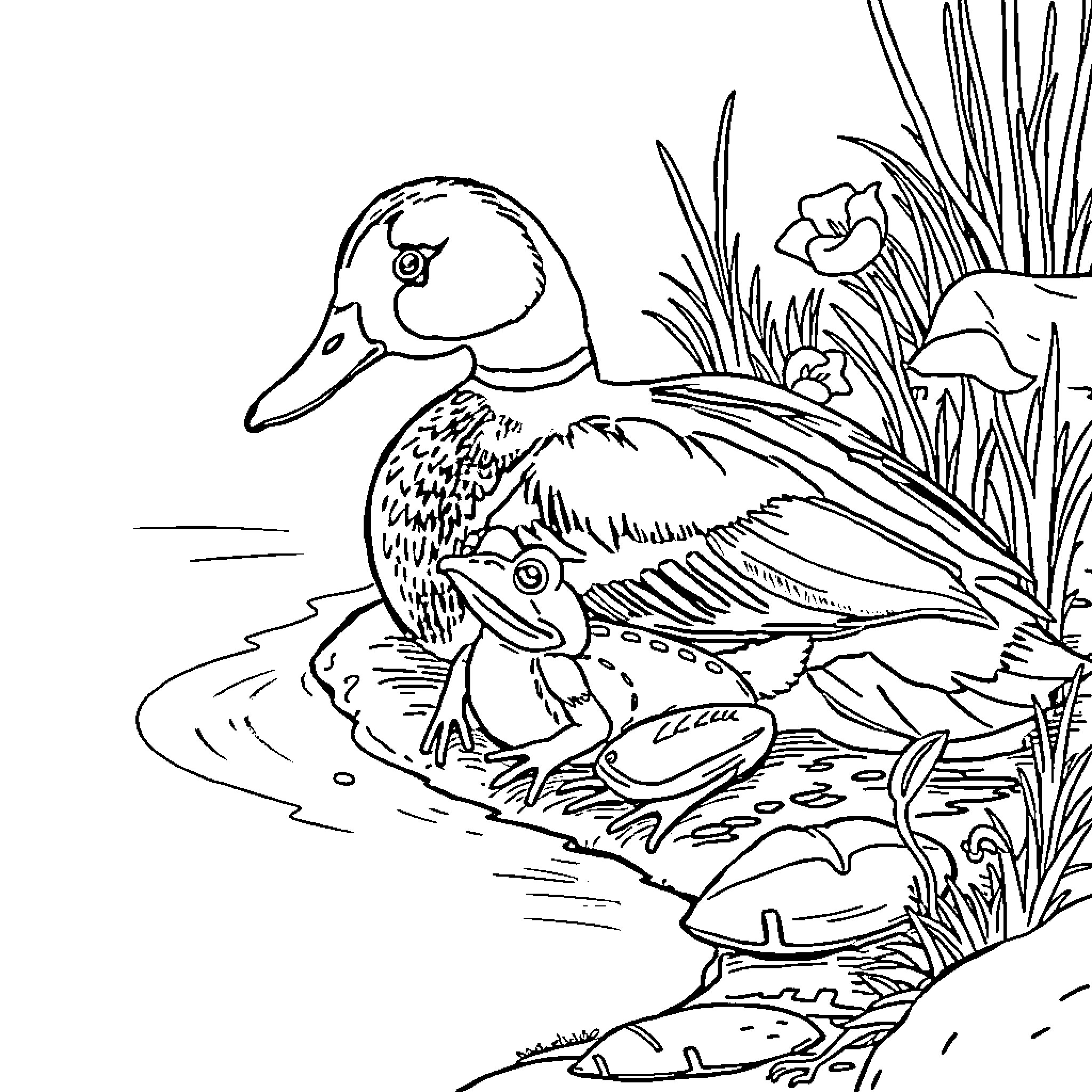 Duck exploring a nature scene with flowers Coloring Page (free black-and-white line drawing printable PDF for all, from beginners to advanced learners, including children, teens, adults, and seniors)