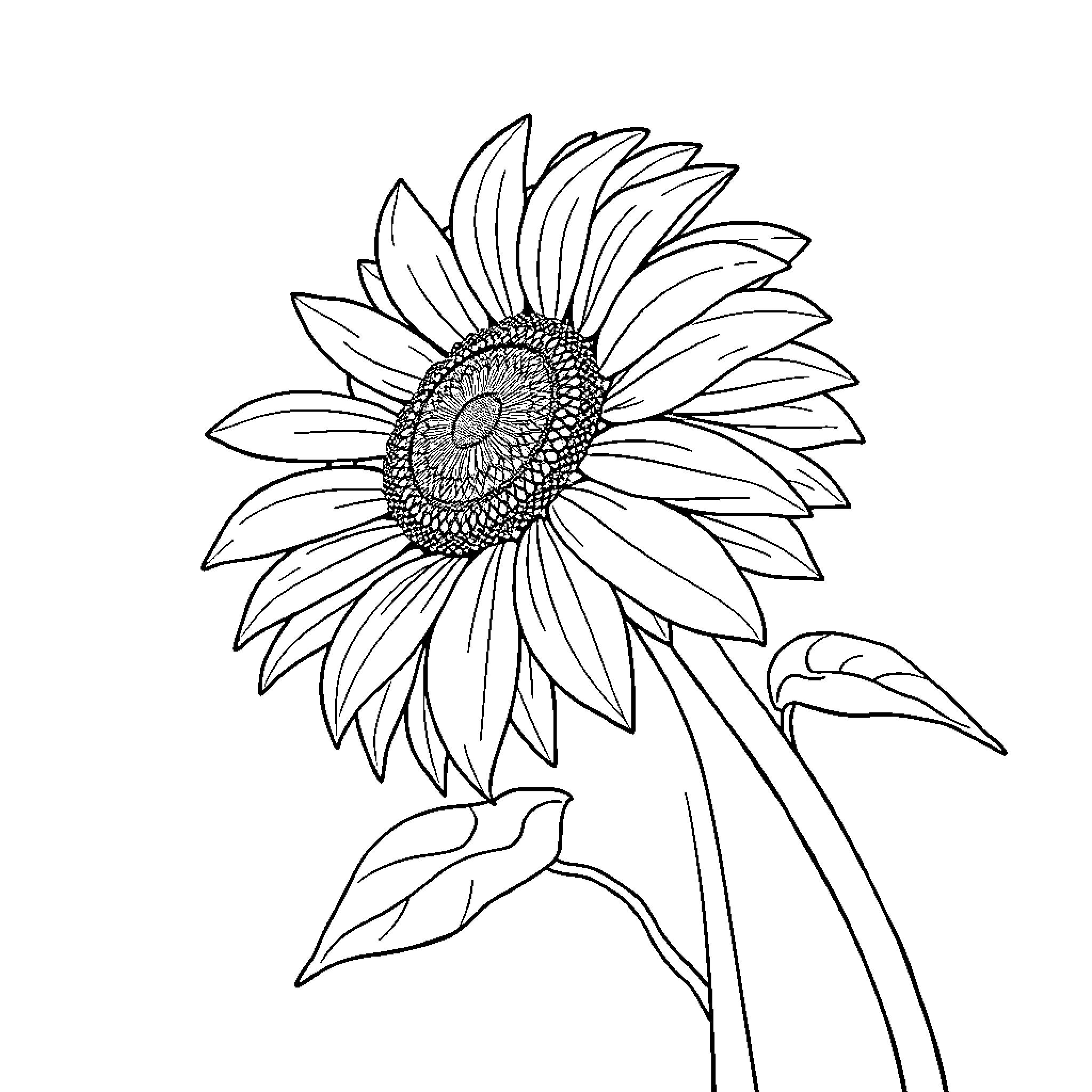 Sunflower in detailed black and white outline Coloring Page (free black-and-white line drawing printable PDF for all, from beginners to advanced learners, including children, teens, adults, and seniors)