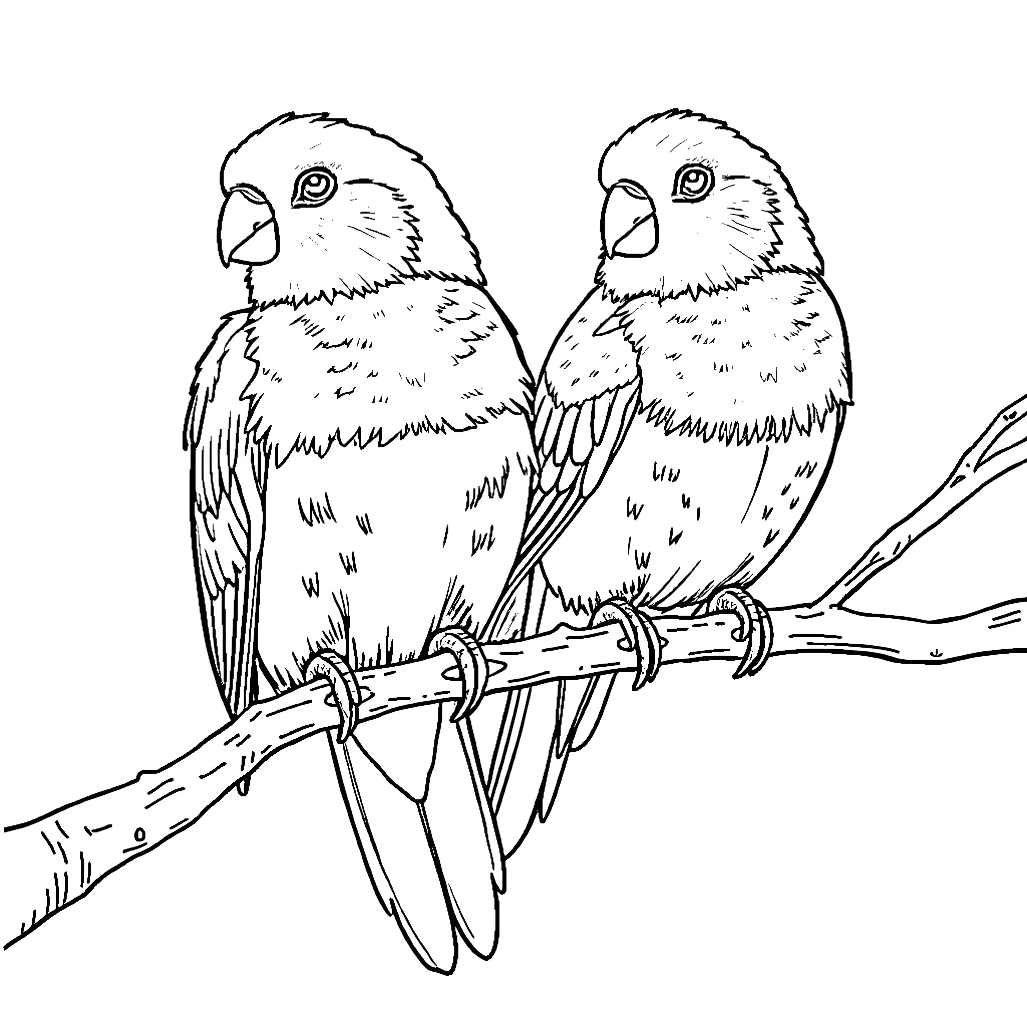 Tidy Perching Parrots on a Branch Coloring Page (free black-and-white line drawing printable PDF for all, from beginners to advanced learners, including children, teens, adults, and seniors)