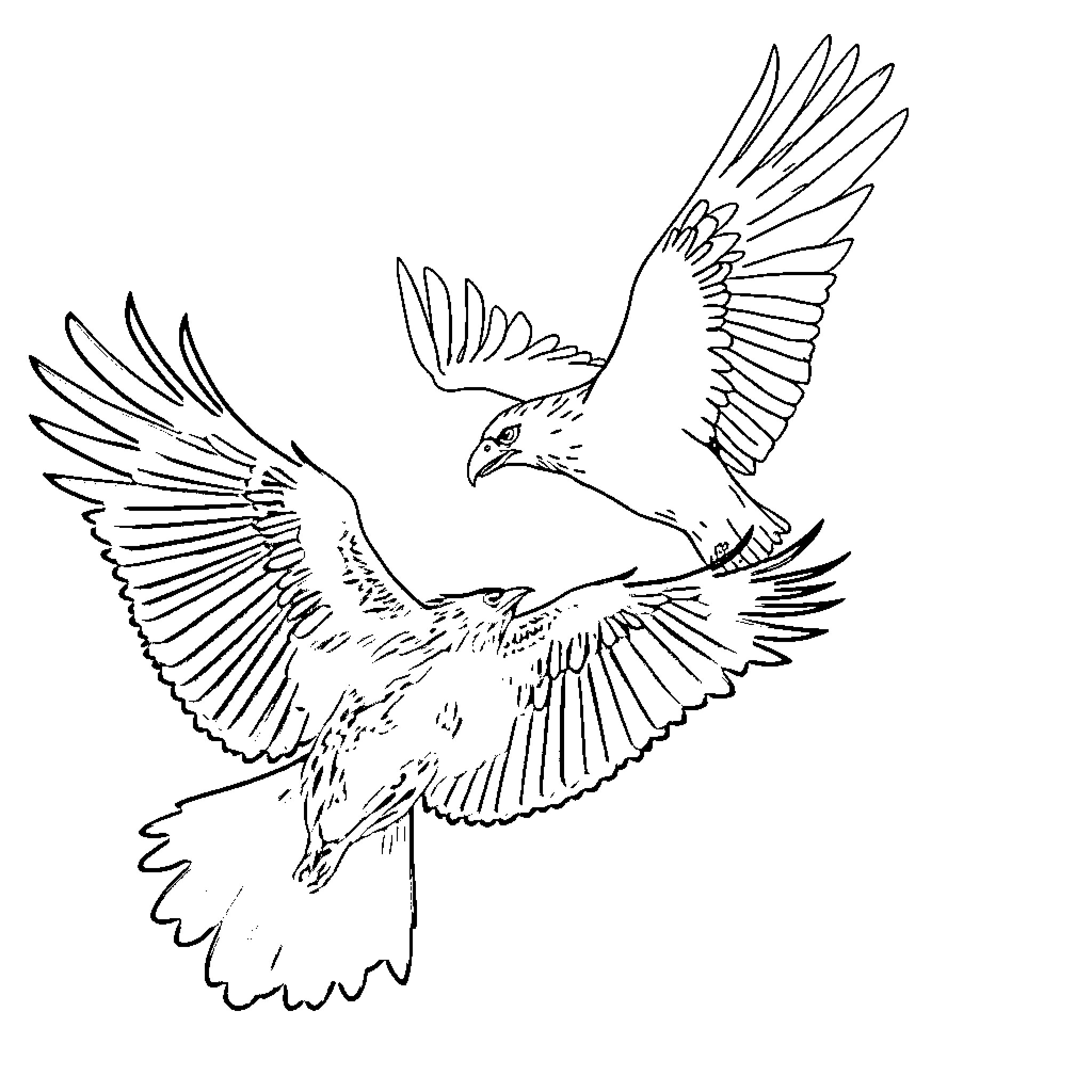 Crow soaring with outstretched wings Coloring Page (free black-and-white line drawing printable PDF for all, from beginners to advanced learners, including children, teens, adults, and seniors)
