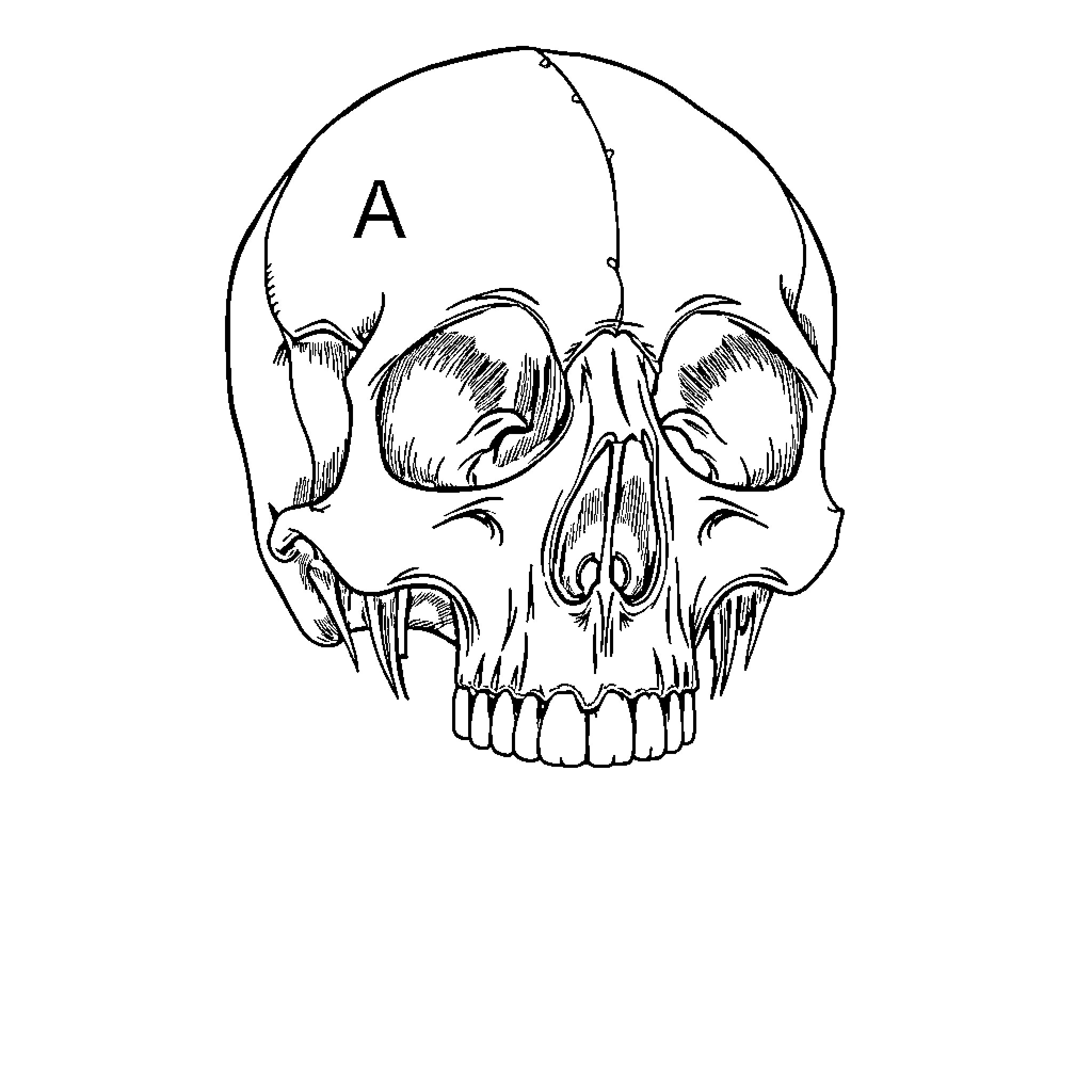 Skull with Detailed Anatomical Features Coloring Page (free black-and-white line drawing printable PDF for all, from beginners to advanced learners, including children, teens, adults, and seniors)