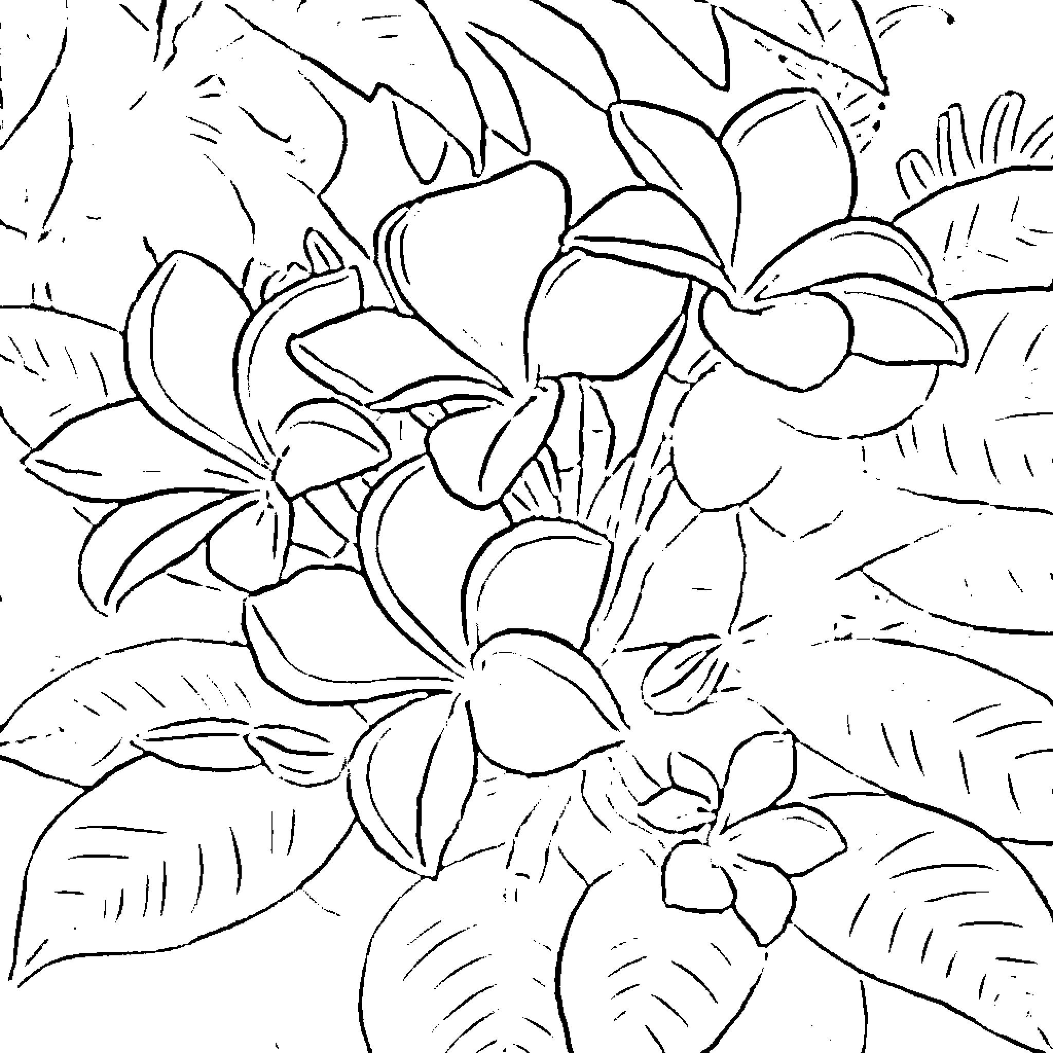 Plumeria flowers in artistic black and white Coloring Page (free black-and-white line drawing printable PDF for all, from beginners to advanced learners, including children, teens, adults, and seniors)