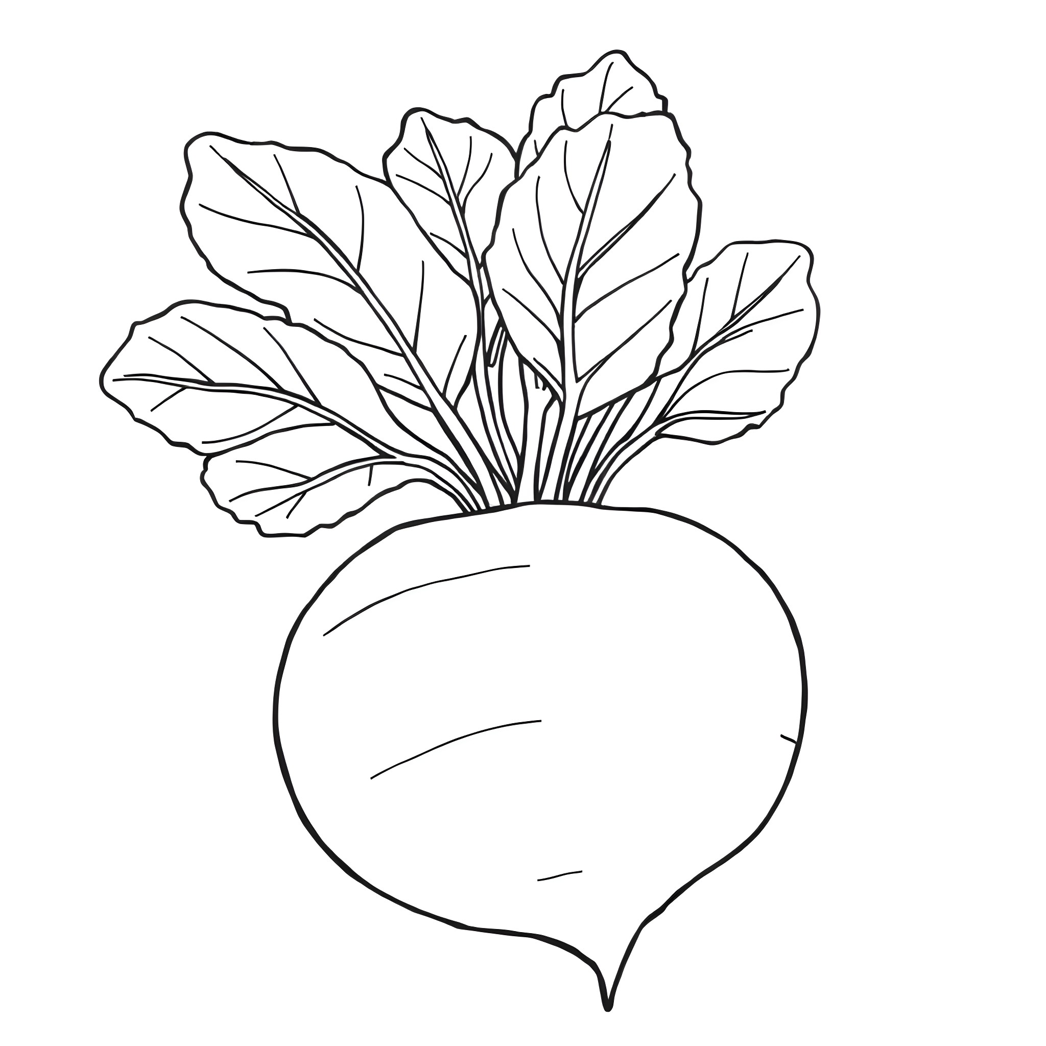 Beetroot with vibrant leaves Coloring Page (free black-and-white line drawing printable PDF for all, from beginners to advanced learners, including children, teens, adults, and seniors)