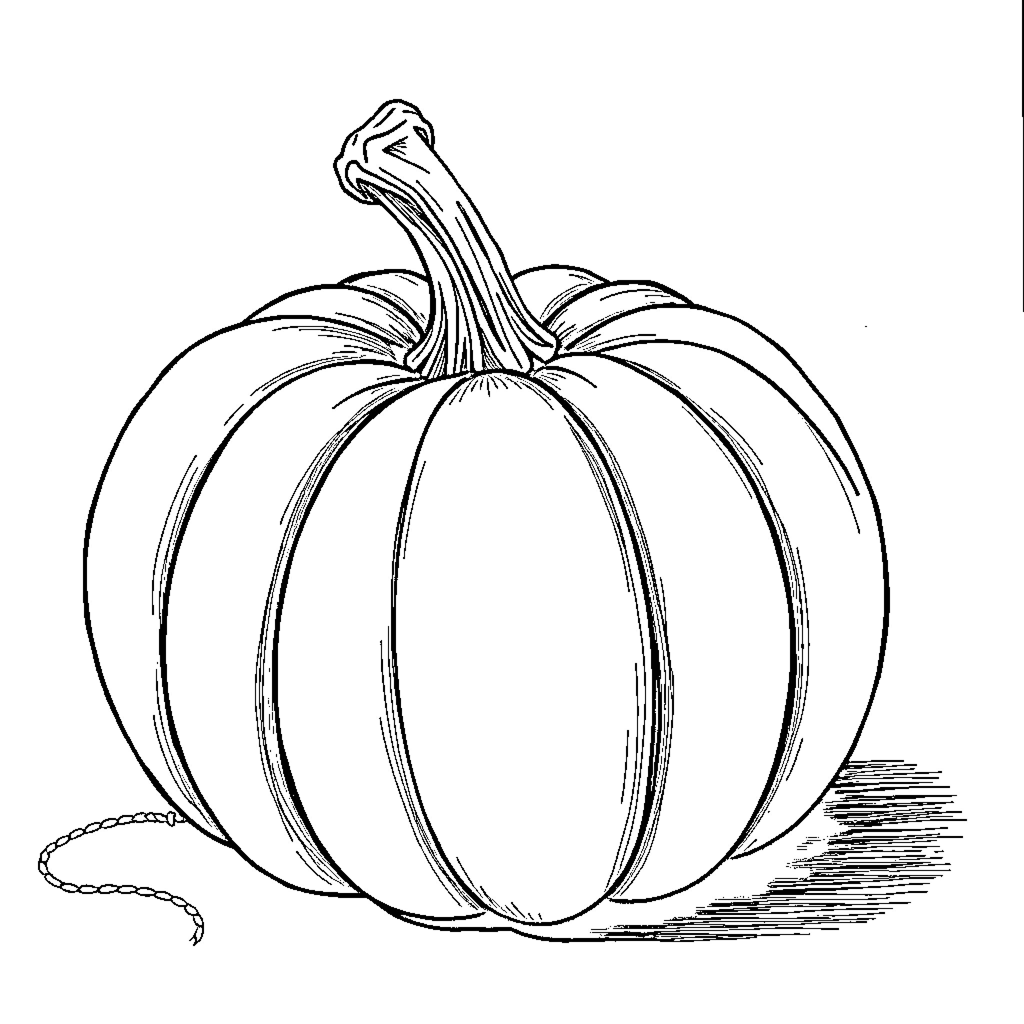 Pumpkin sketch in black and white Coloring Page (free black-and-white line drawing printable PDF for all, from beginners to advanced learners, including children, teens, adults, and seniors)