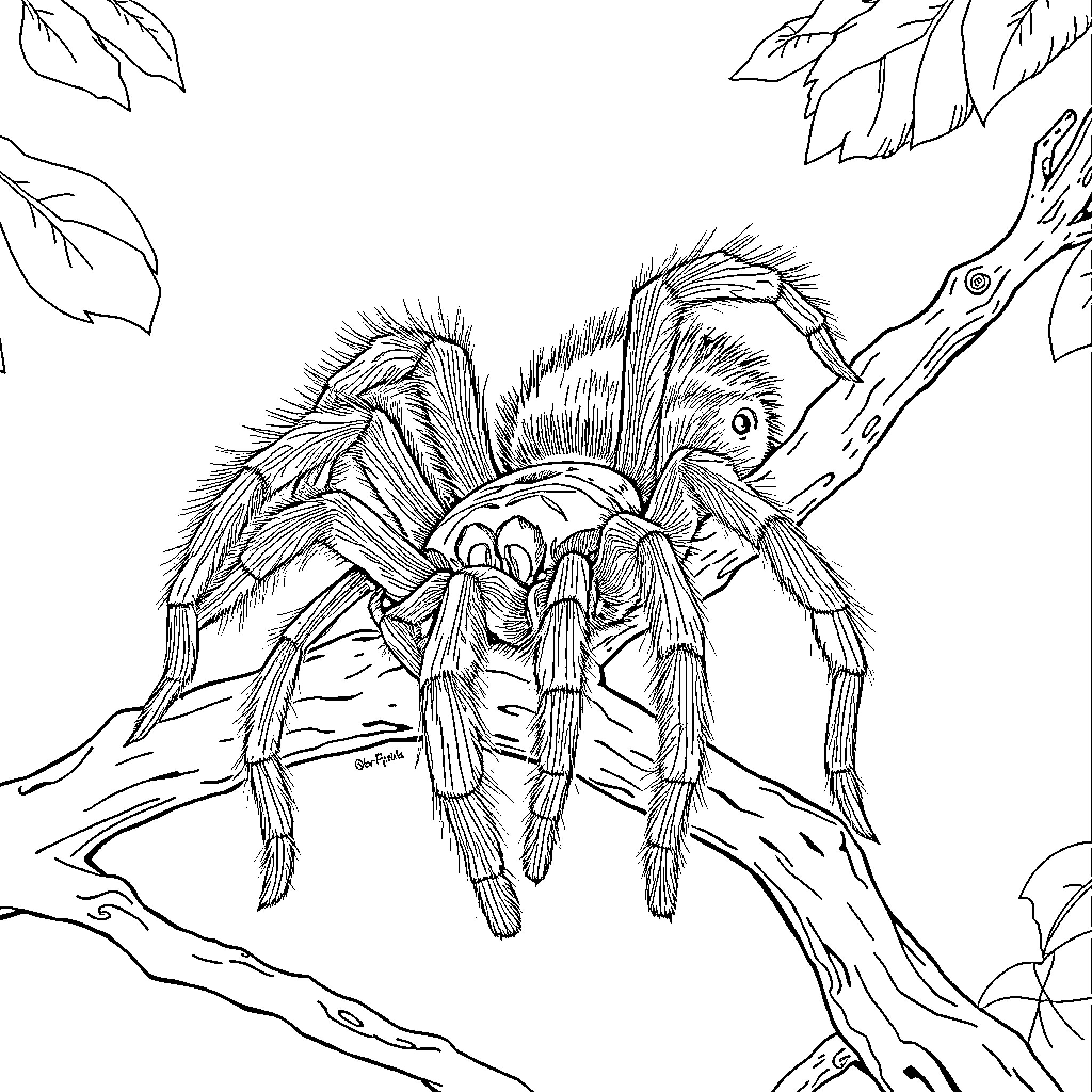 Tarantula crawling on a branch Coloring Page (free black-and-white line drawing printable PDF for all, from beginners to advanced learners, including children, teens, adults, and seniors)