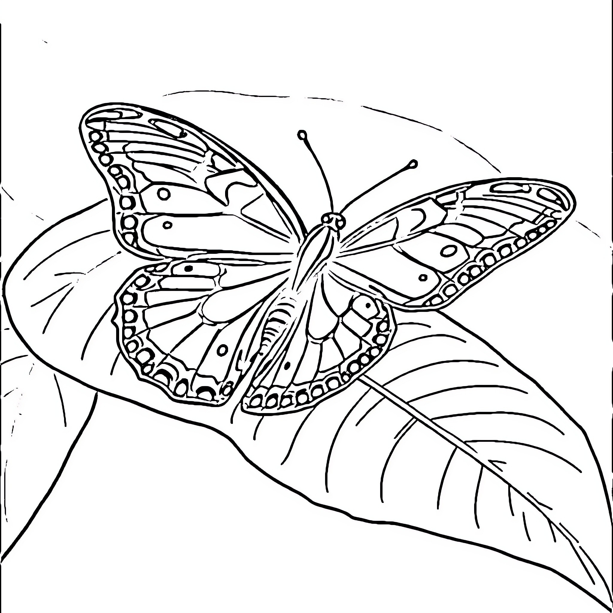 Tlaloc's Butterfly: Elegant Transformation Coloring Page (free black-and-white line drawing printable PDF for all, from beginners to advanced learners, including children, teens, adults, and seniors)