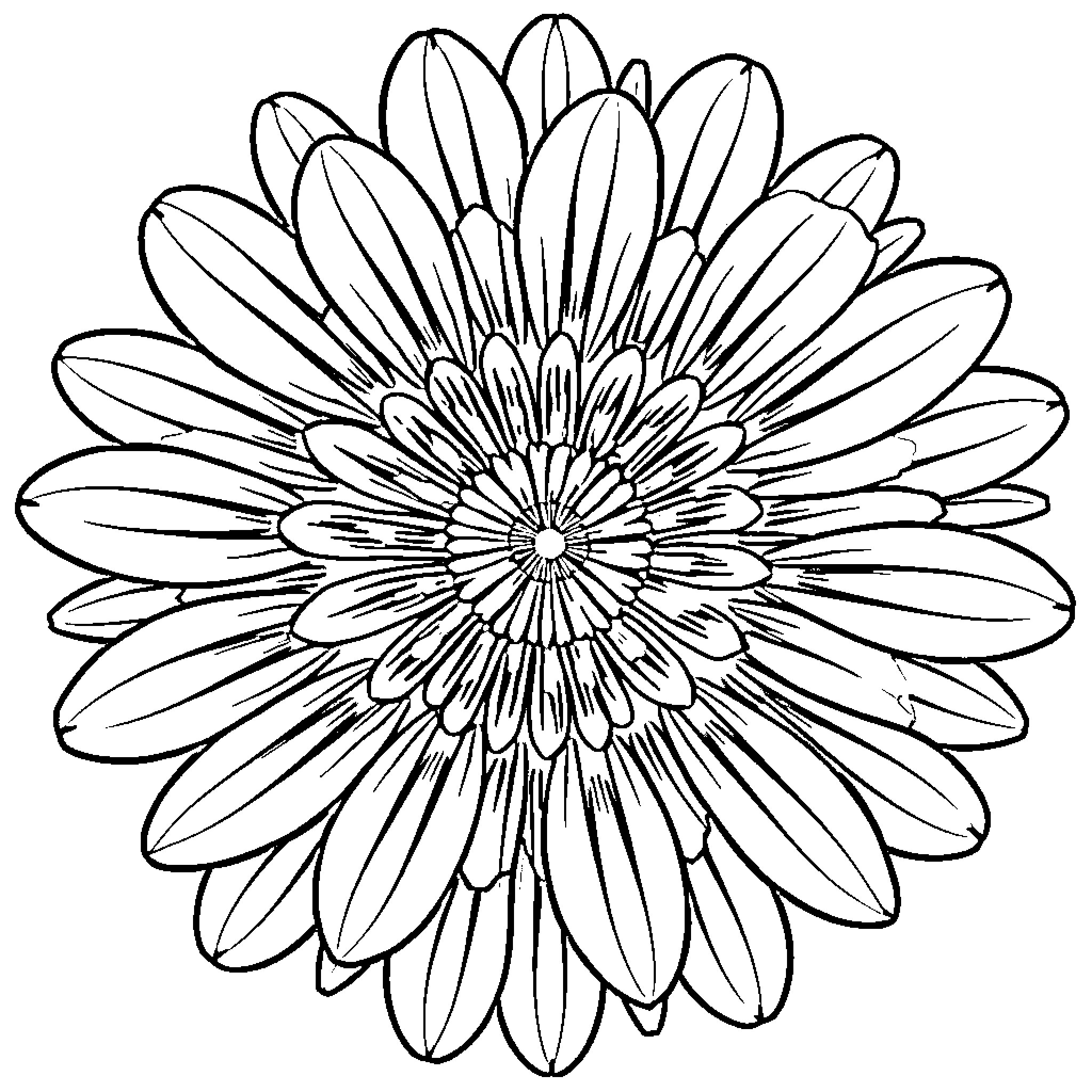 Daisy blooming with intricate petals Coloring Page (free black-and-white line drawing printable PDF for all, from beginners to advanced learners, including children, teens, adults, and seniors)