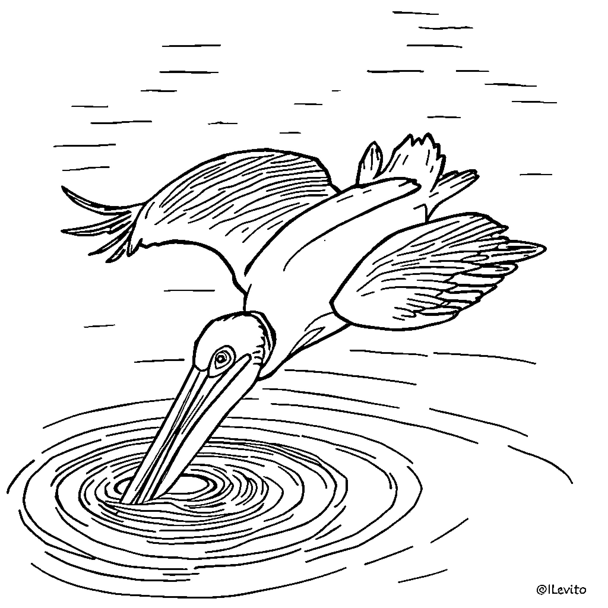 Pelican diving into the water Coloring Page (free black-and-white line drawing printable PDF for all, from beginners to advanced learners, including children, teens, adults, and seniors)