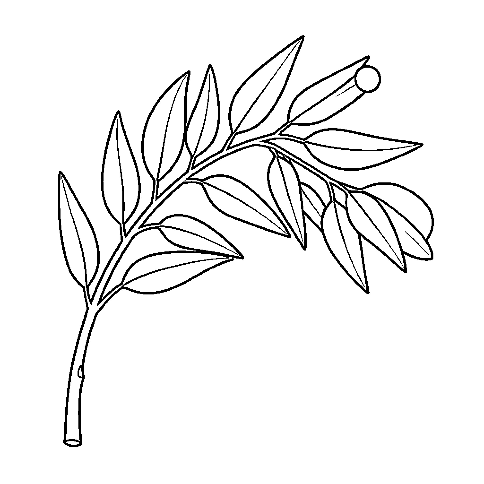 Eucalyptus branch with leaves and buds growing Coloring Page (free black-and-white line drawing printable PDF for all, from beginners to advanced learners, including children, teens, adults, and seniors)