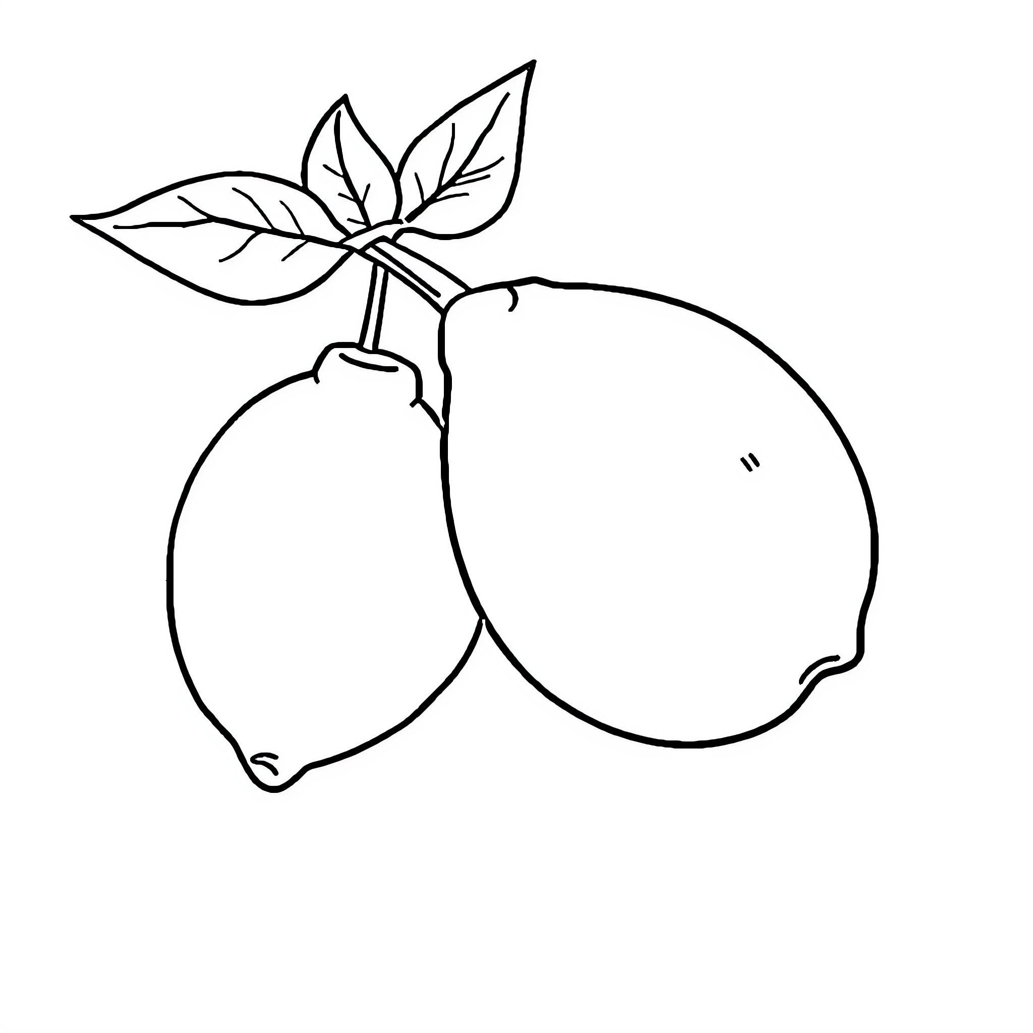 Lemon fruit with leaves and stem Coloring Page (free black-and-white line drawing printable PDF for all, from beginners to advanced learners, including children, teens, adults, and seniors)