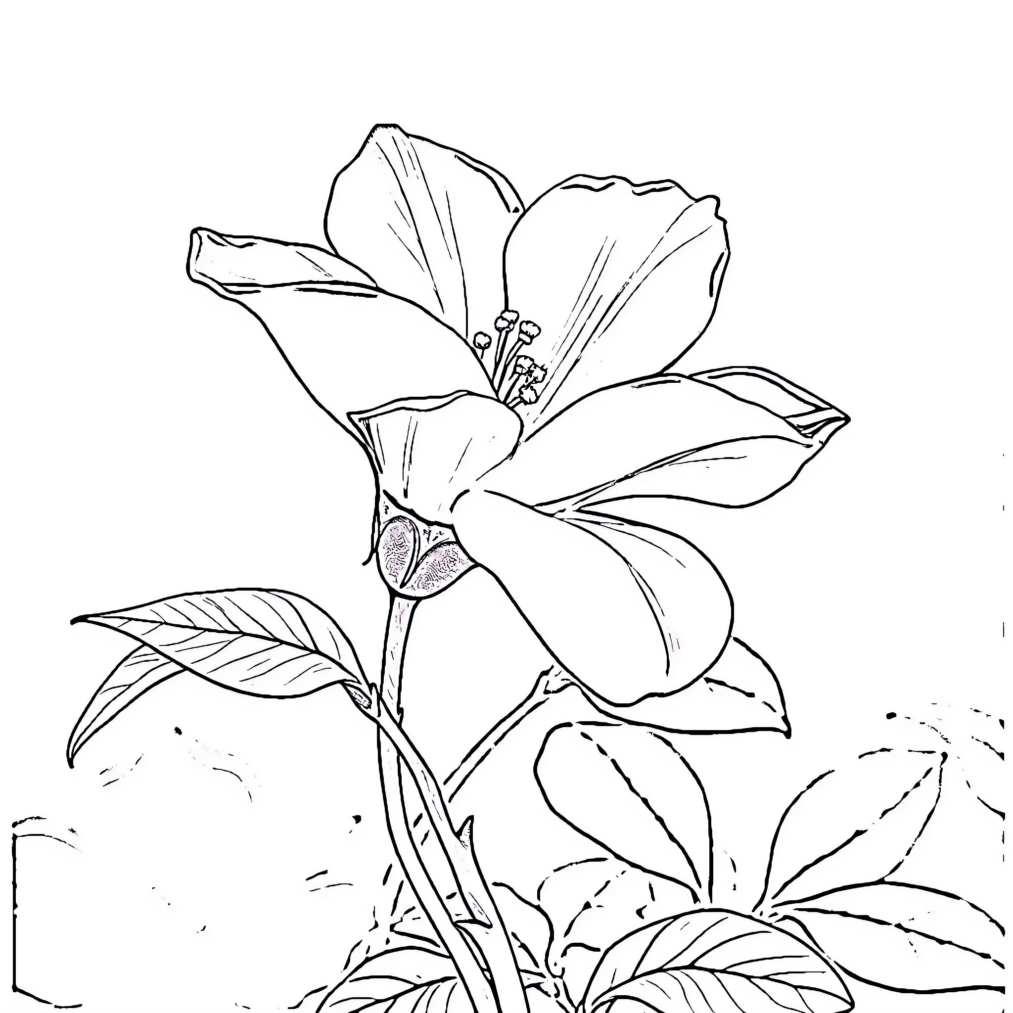 Best Babushka Coloring Pages (Free Printable PDF)