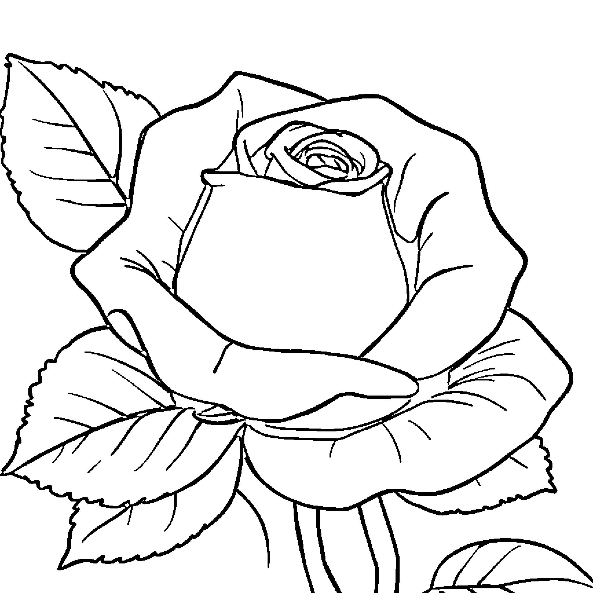 Rose in Bloom Coloring Page (free black-and-white line drawing printable PDF for all, from beginners to advanced learners, including children, teens, adults, and seniors)