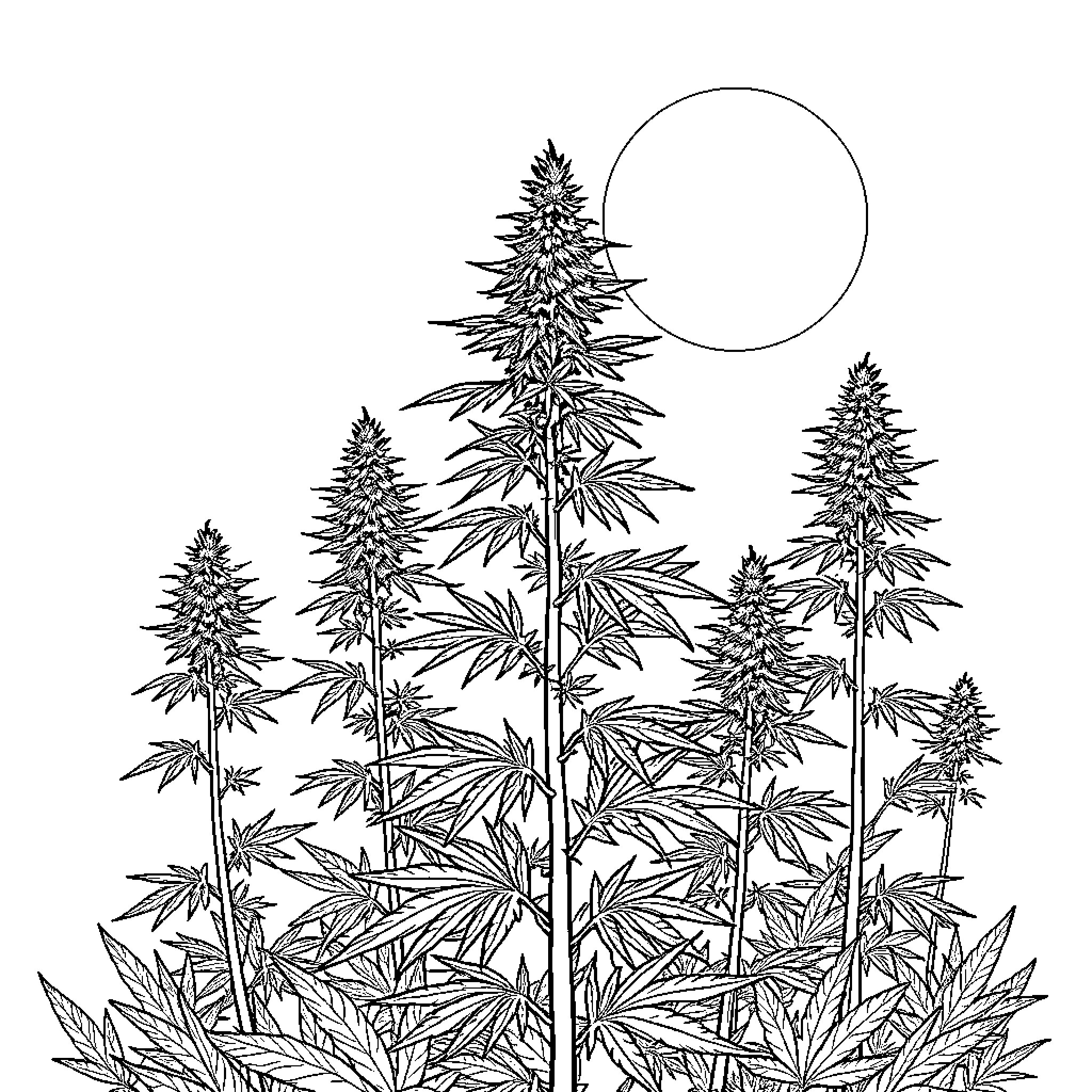 Cannabis plants growing under the moonlight Coloring Page (free black-and-white line drawing printable PDF for all, from beginners to advanced learners, including children, teens, adults, and seniors)