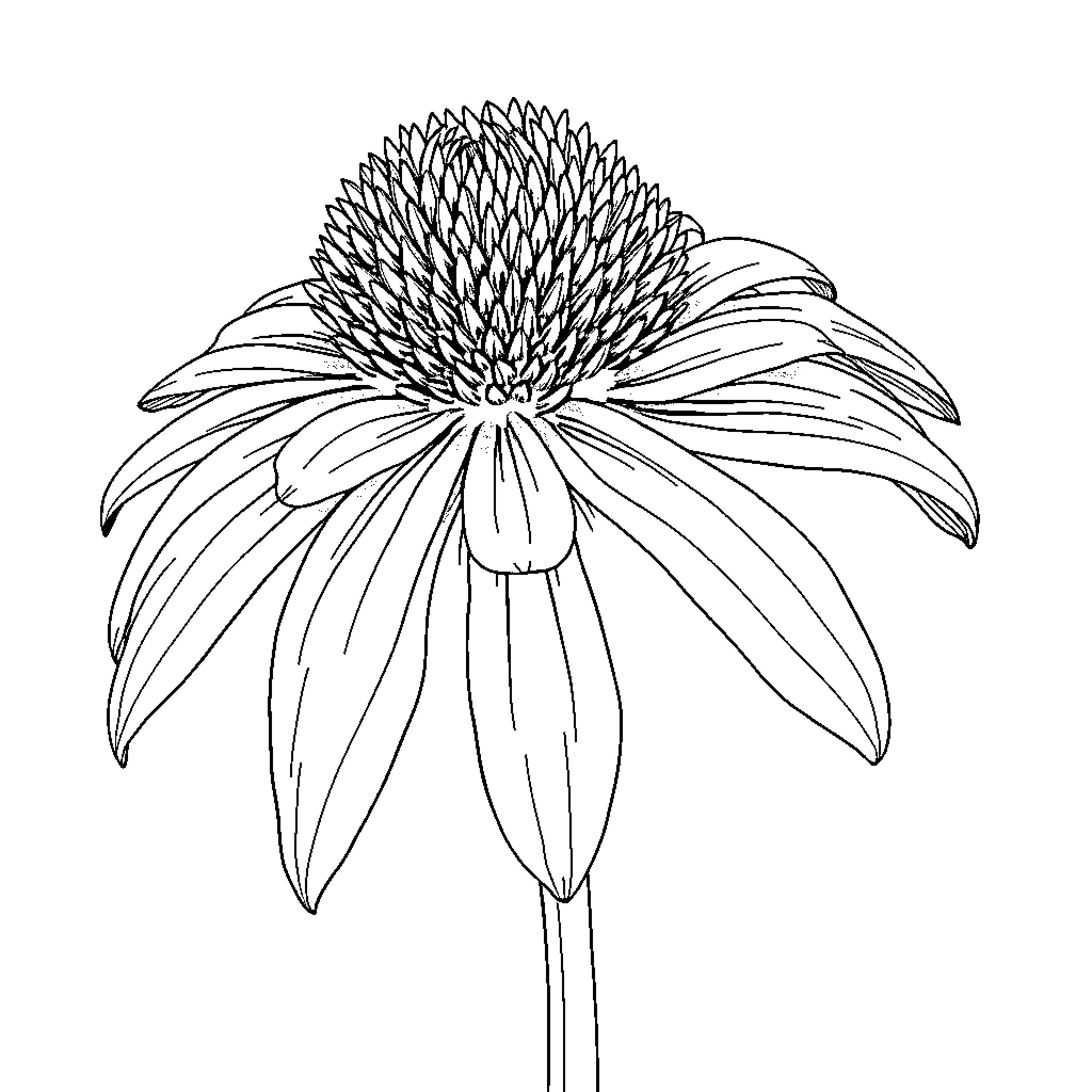 Echinacea flower in detailed line art Coloring Page (free black-and-white line drawing printable PDF for all, from beginners to advanced learners, including children, teens, adults, and seniors)