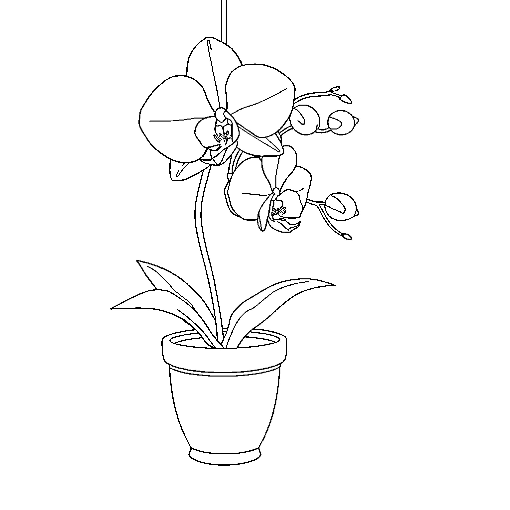 Orchid plant in a flowerpot Coloring Page (free black-and-white line drawing printable PDF for all, from beginners to advanced learners, including children, teens, adults, and seniors)