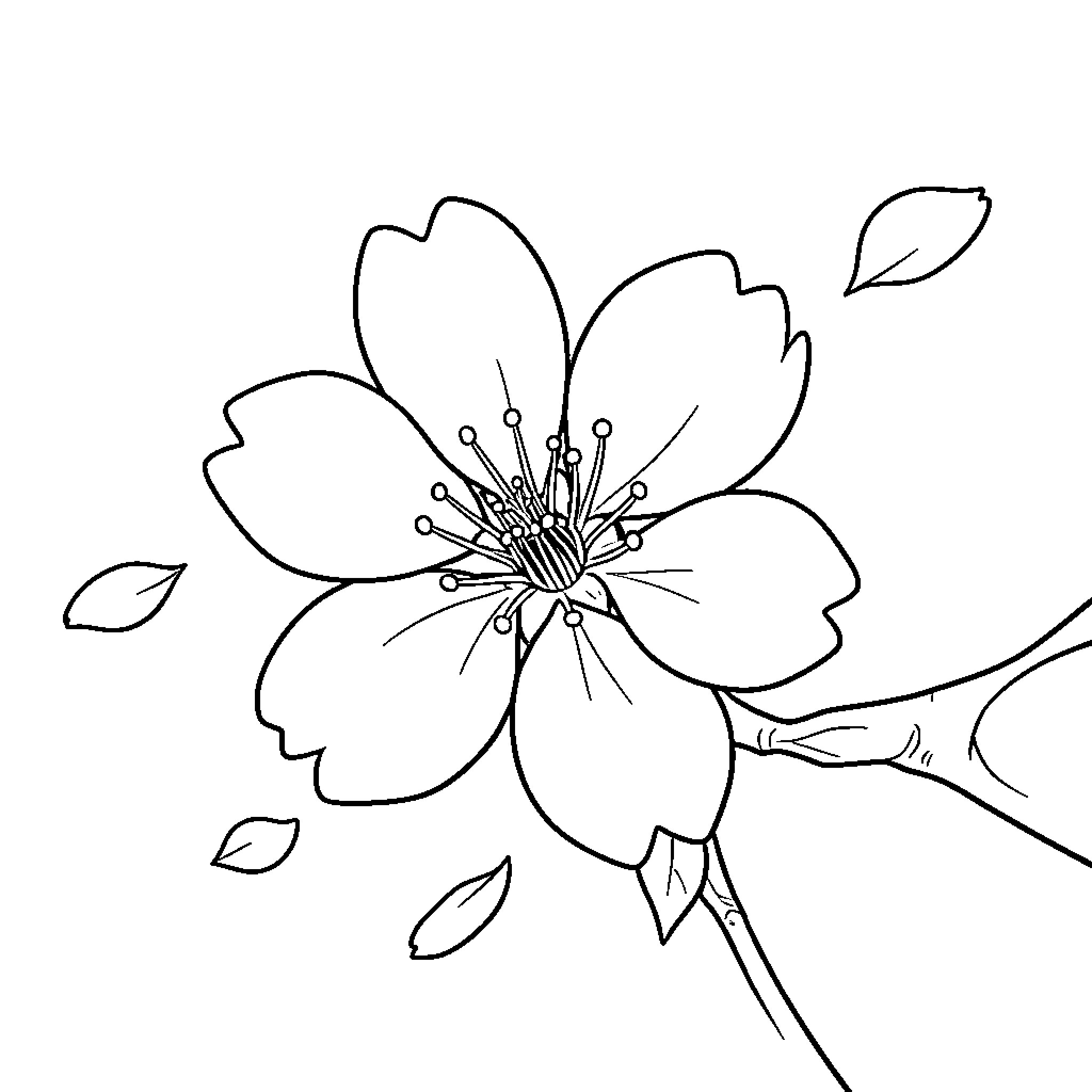 Cherry Blossom Flower Blooming on Branch Coloring Page (free black-and-white line drawing printable PDF for all, from beginners to advanced learners, including children, teens, adults, and seniors)