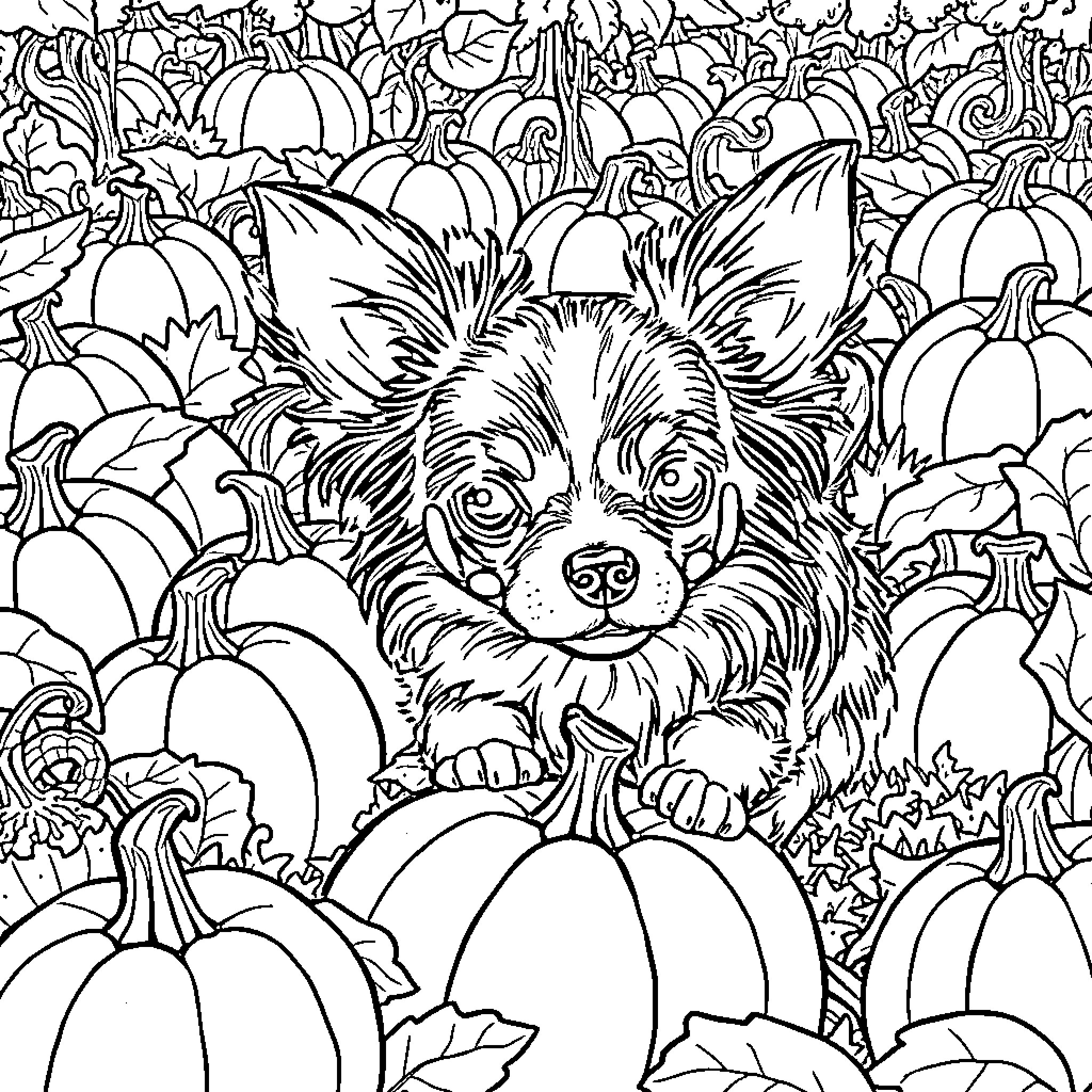 Chihuahua peeking out from pumpkin patch Coloring Page (free black-and-white line drawing printable PDF for all, from beginners to advanced learners, including children, teens, adults, and seniors)