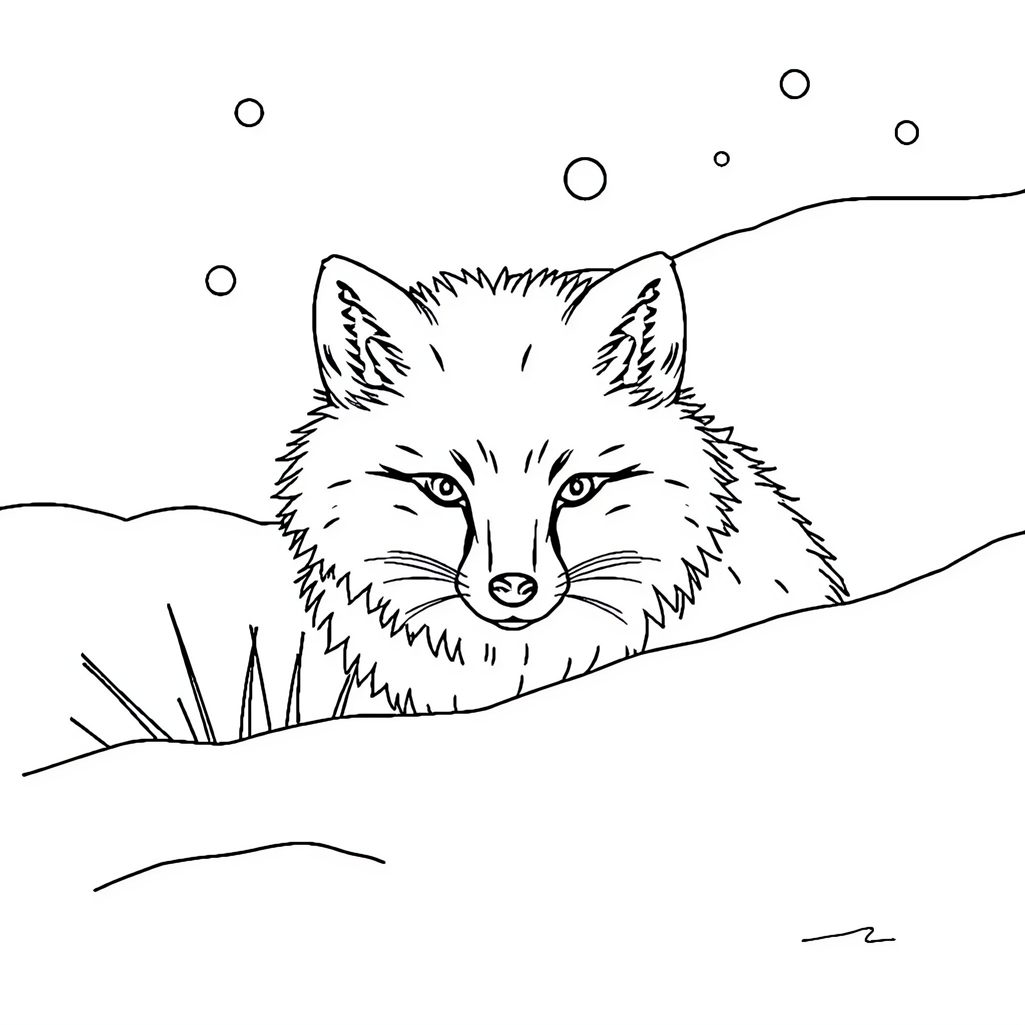 Arctic Fox peering through snowy landscape Coloring Page (free black-and-white line drawing printable PDF for all, from beginners to advanced learners, including children, teens, adults, and seniors)
