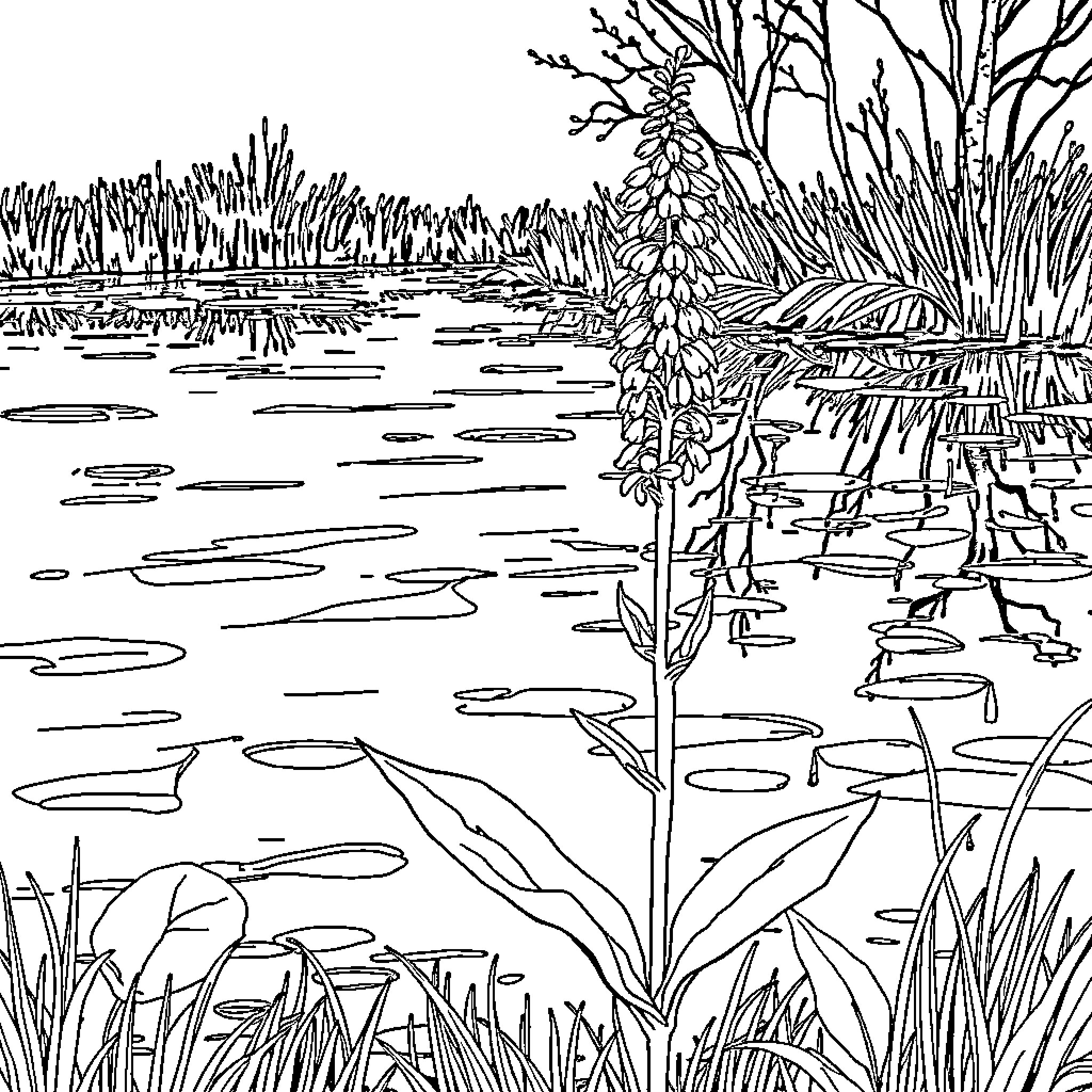 Milkweed blooming in a tranquil pond scene Coloring Page (free black-and-white line drawing printable PDF for all, from beginners to advanced learners, including children, teens, adults, and seniors)