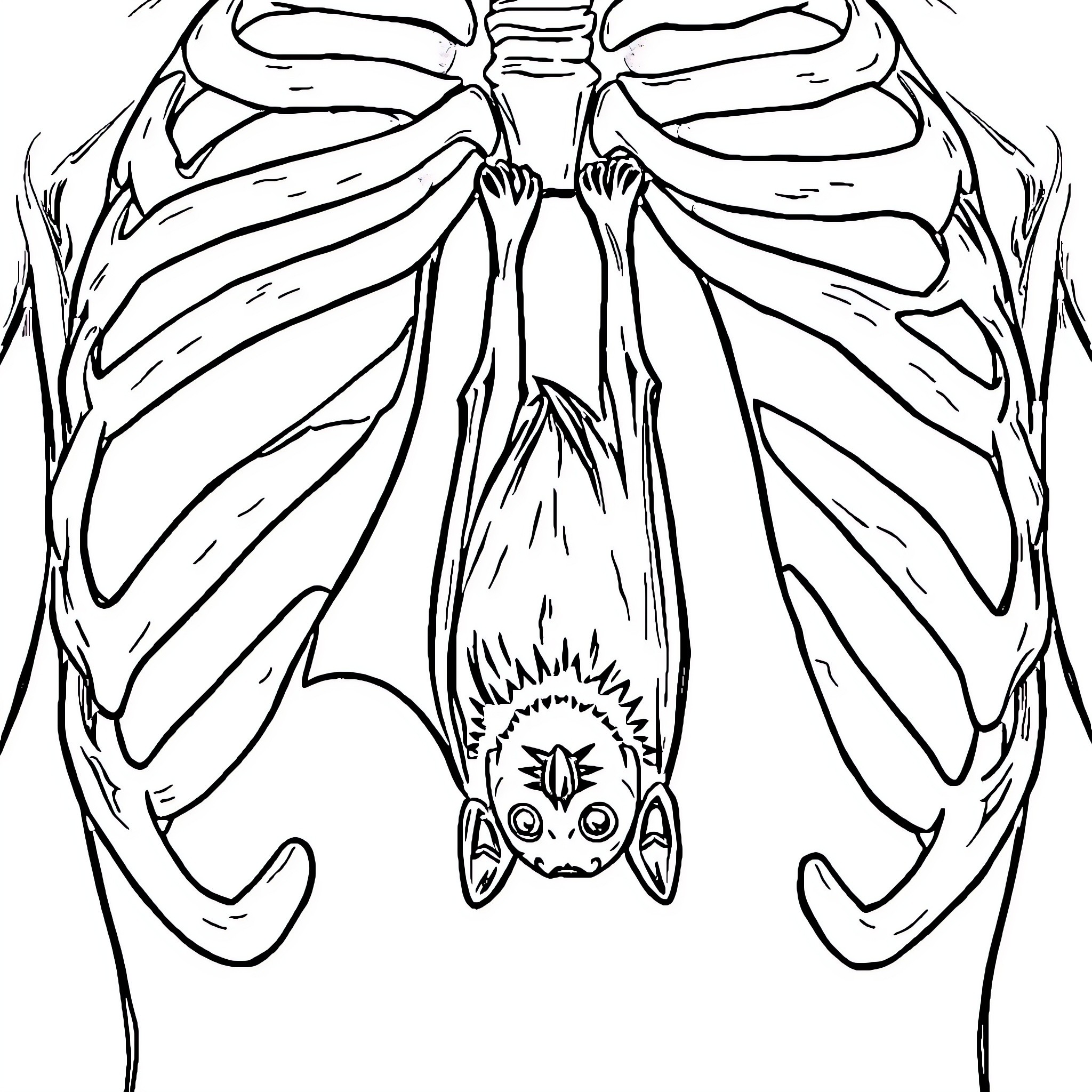 Bat hanging upside down with skeletal ribcage Coloring Page (free black-and-white line drawing printable PDF for all, from beginners to advanced learners, including children, teens, adults, and seniors)