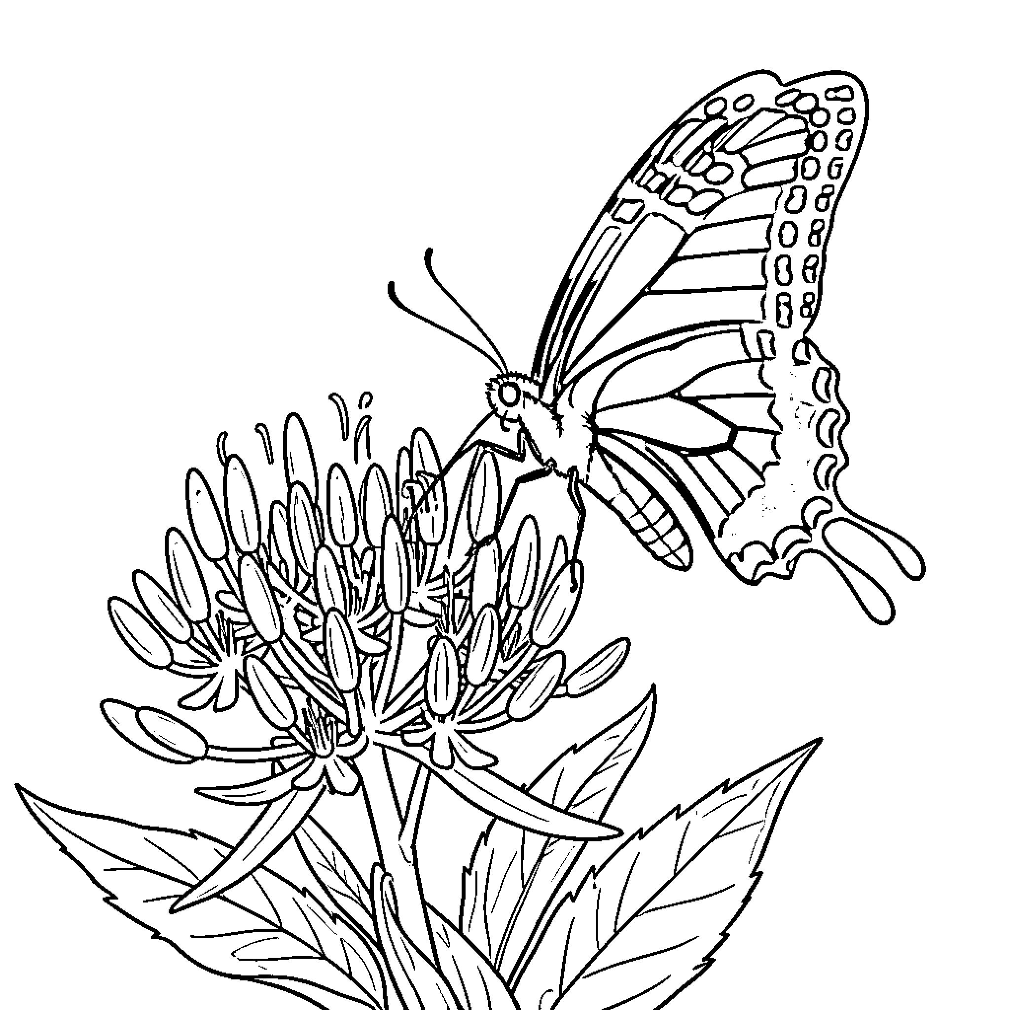 Swallowtail Butterfly exploring a blooming flower Coloring Page (free black-and-white line drawing printable PDF for all, from beginners to advanced learners, including children, teens, adults, and seniors)