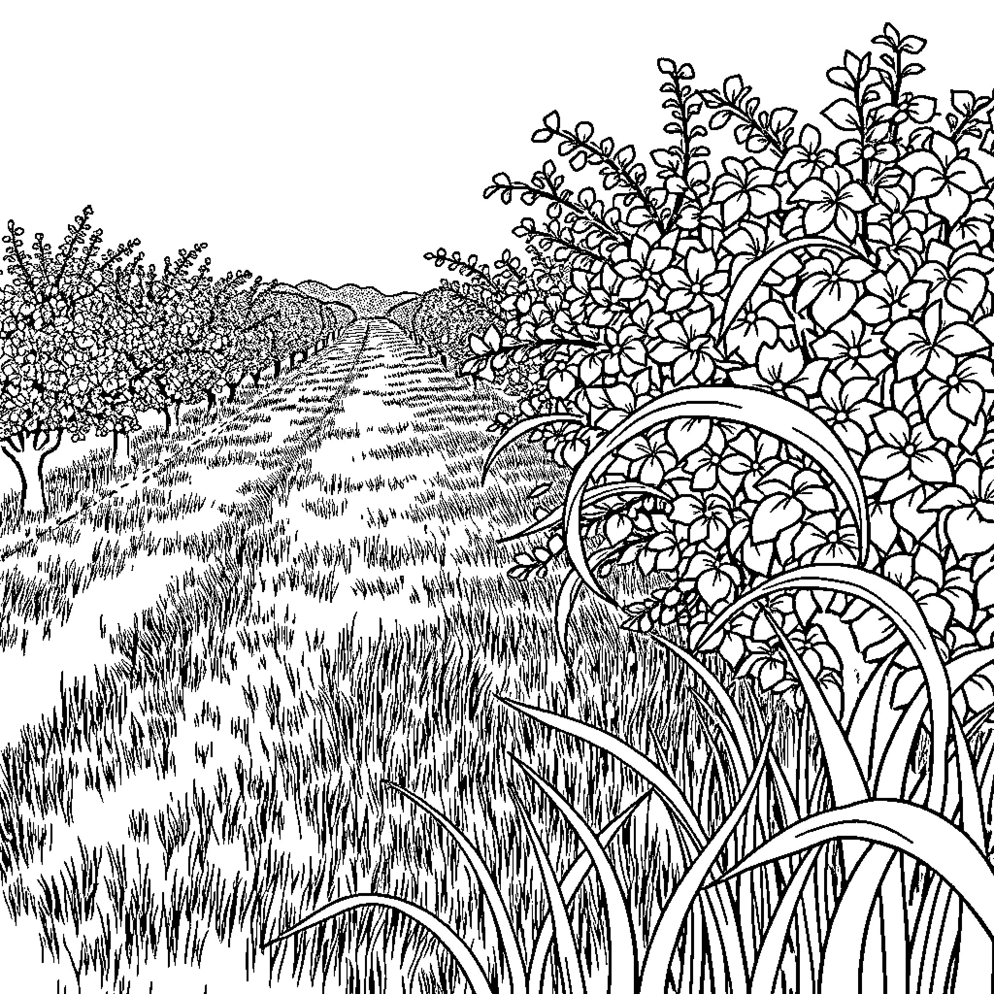 Grass path through orchard with floral border Coloring Page (free black-and-white line drawing printable PDF for all, from beginners to advanced learners, including children, teens, adults, and seniors)