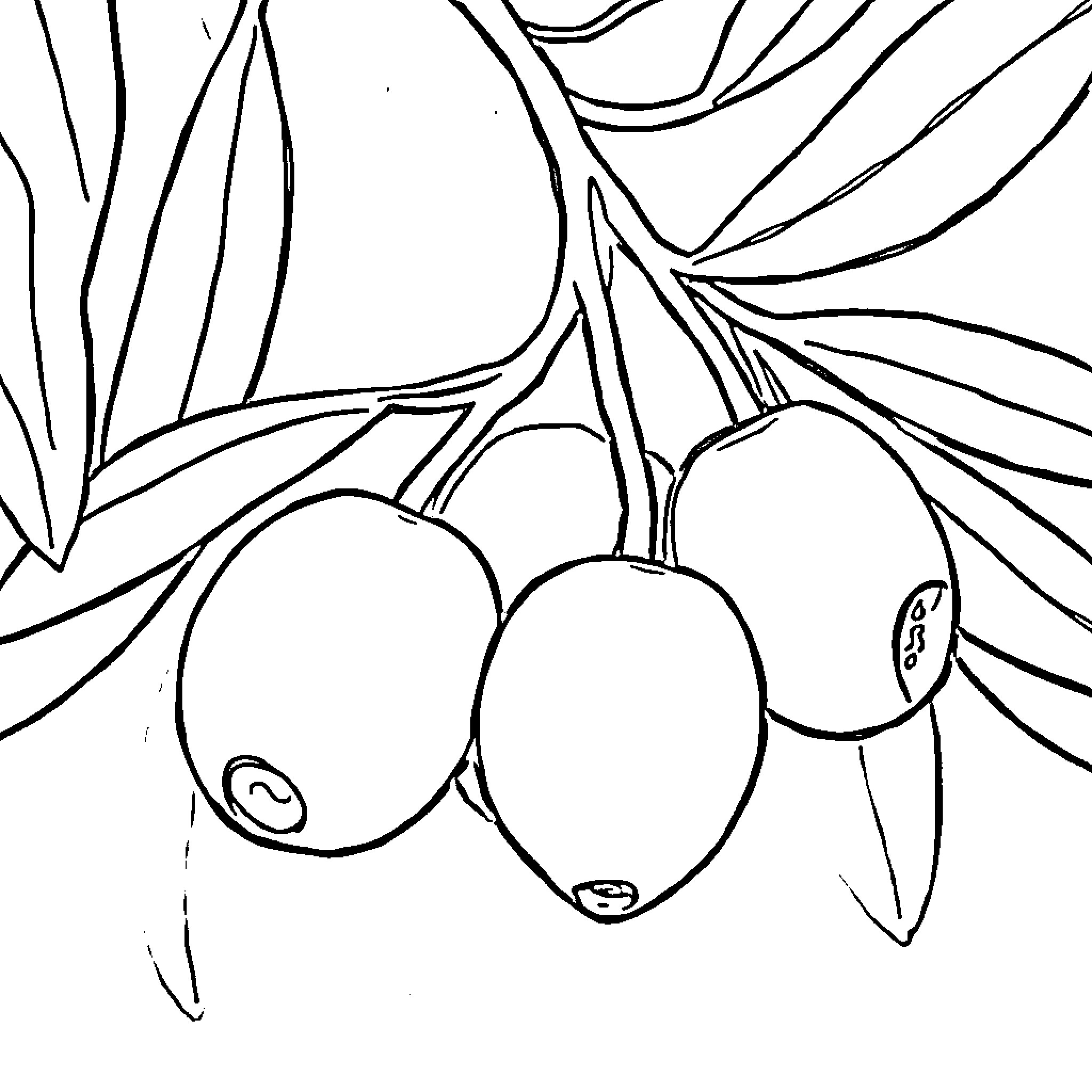 Olive Branch with Ripe Fruit Coloring Page (free black-and-white line drawing printable PDF for all, from beginners to advanced learners, including children, teens, adults, and seniors)