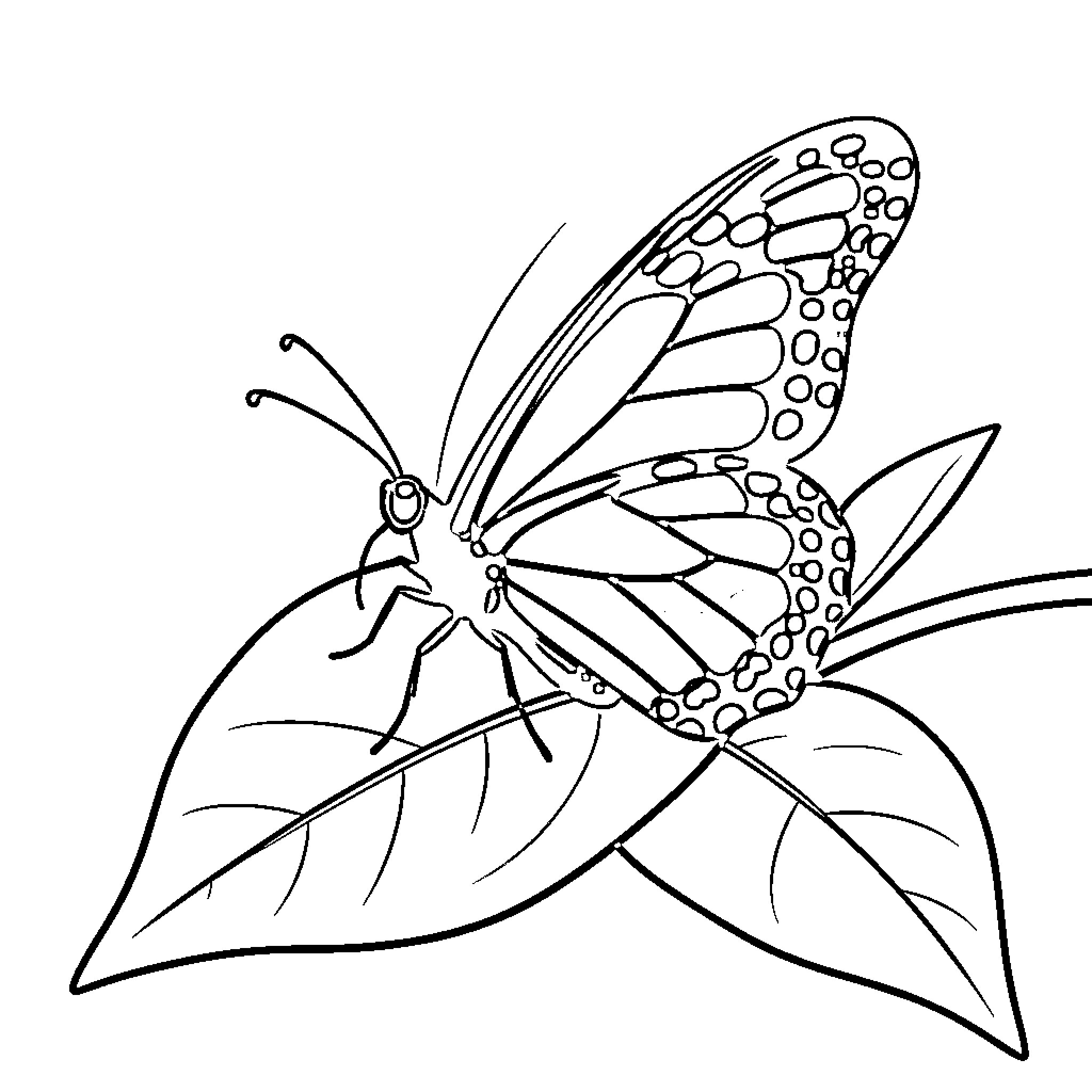 Mariposa resting on leaf Coloring Page (free black-and-white line drawing printable PDF for all, from beginners to advanced learners, including children, teens, adults, and seniors)