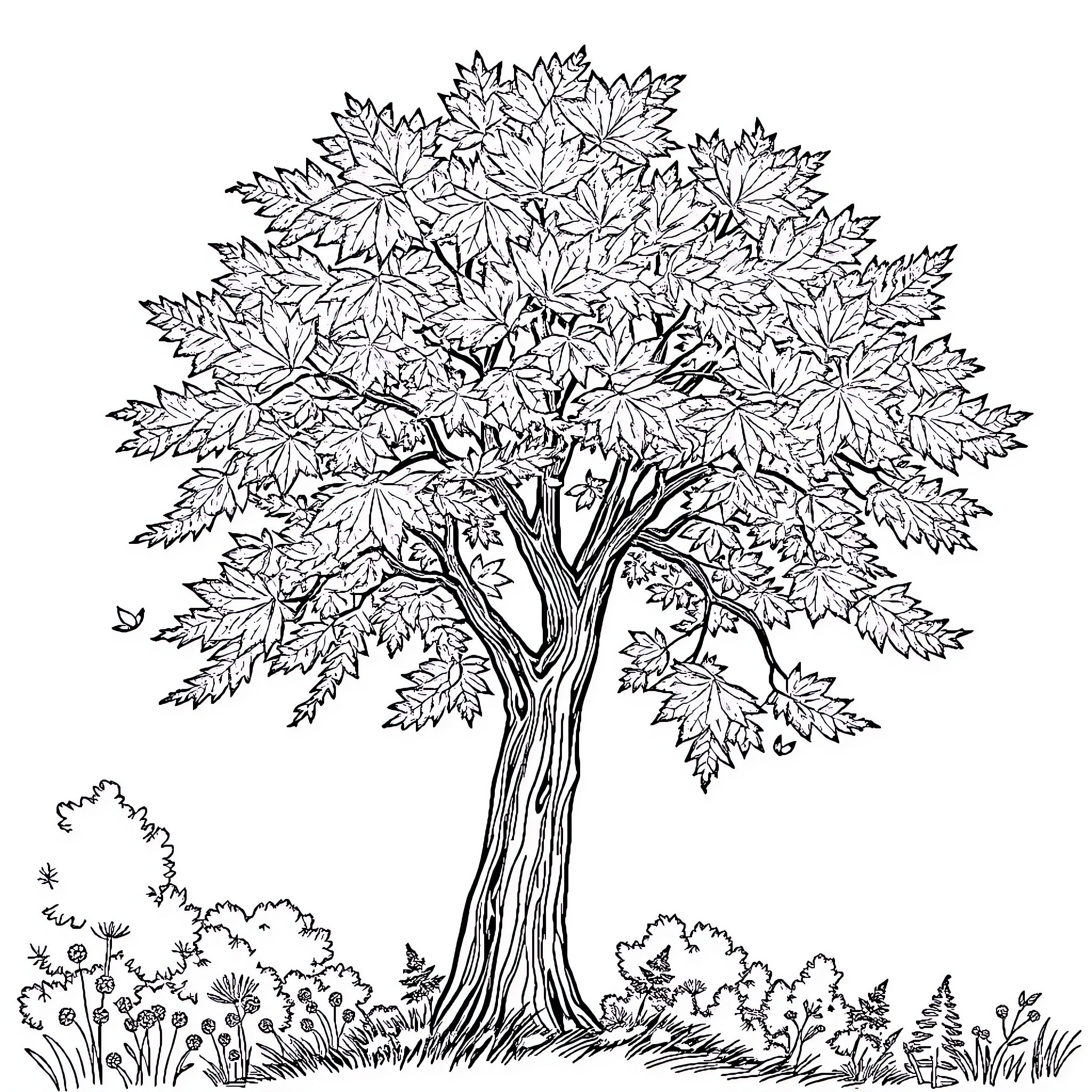 Maple Tree in Autumn Splendor Coloring Page (free black-and-white line drawing printable PDF for all, from beginners to advanced learners, including children, teens, adults, and seniors)