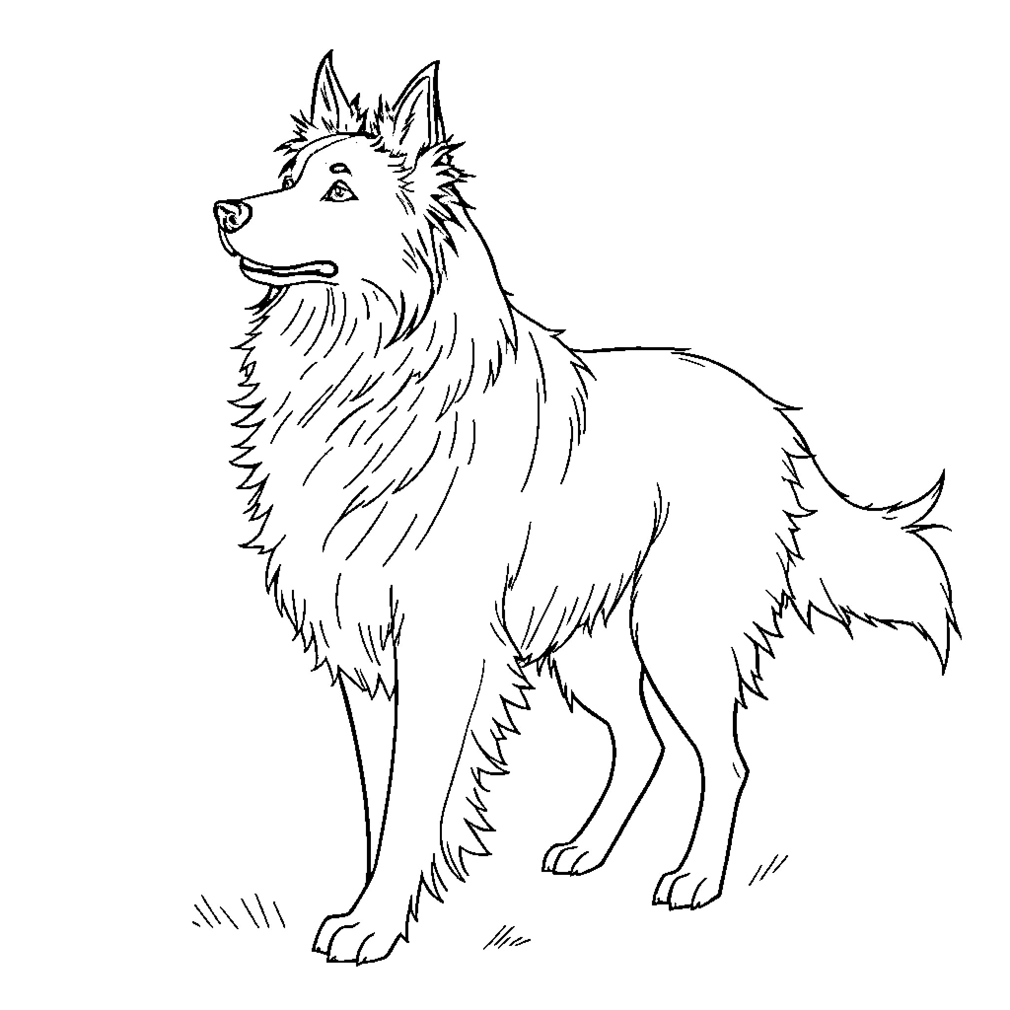 Border Collie standing proud Coloring Page (free black-and-white line drawing printable PDF for all, from beginners to advanced learners, including children, teens, adults, and seniors)