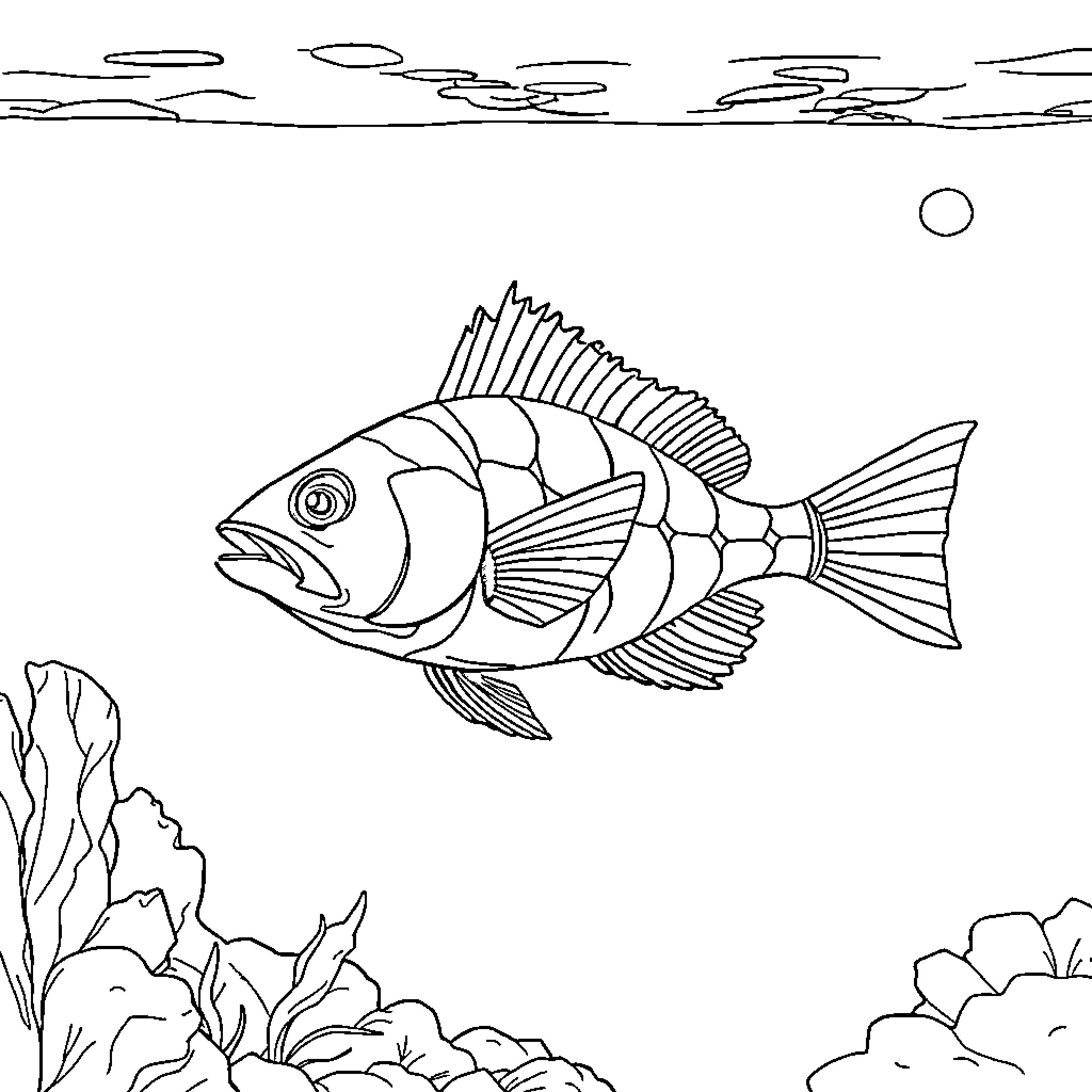 Suckerfish swimming among ocean plants Coloring Page (free black-and-white line drawing printable PDF for all, from beginners to advanced learners, including children, teens, adults, and seniors)