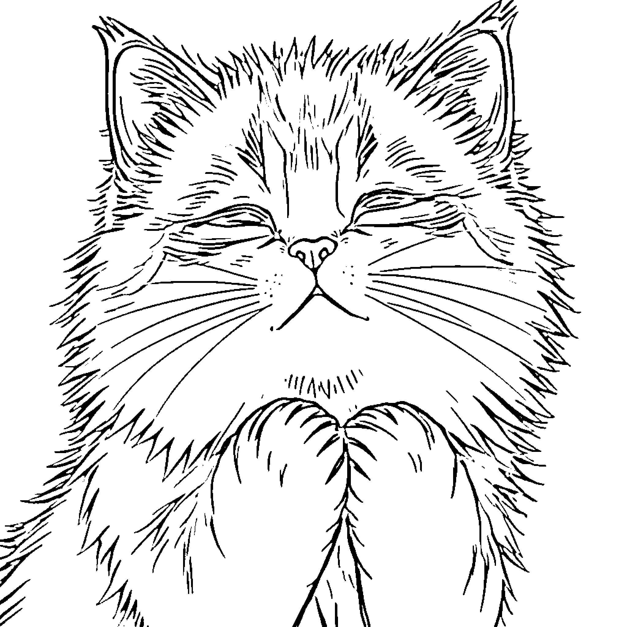Kitty with a Serious Expression Coloring Page (free black-and-white line drawing printable PDF for all, from beginners to advanced learners, including children, teens, adults, and seniors)