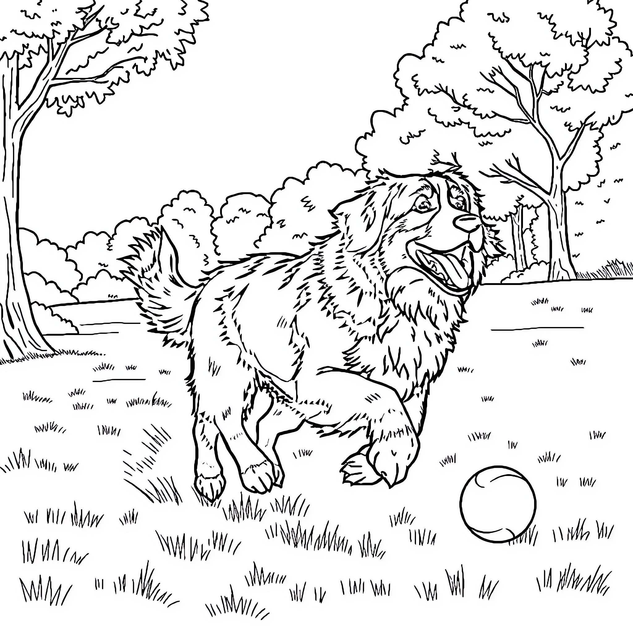 Bernese Mountain Dog playing joyfully in the forest Coloring Page (free black-and-white line drawing printable PDF for all, from beginners to advanced learners, including children, teens, adults, and seniors)