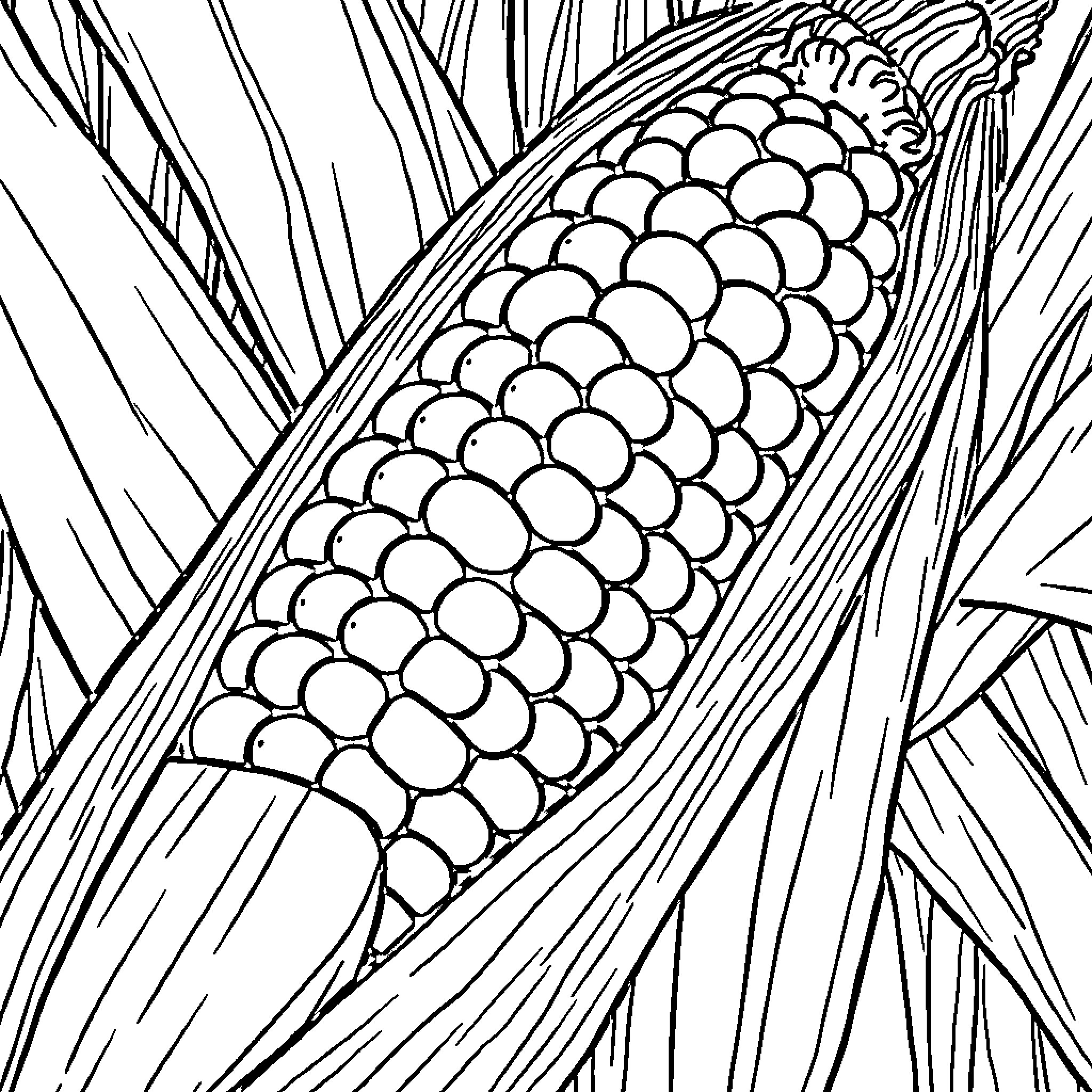 Corn cob in detailed sketch Coloring Page (free black-and-white line drawing printable PDF for all, from beginners to advanced learners, including children, teens, adults, and seniors)