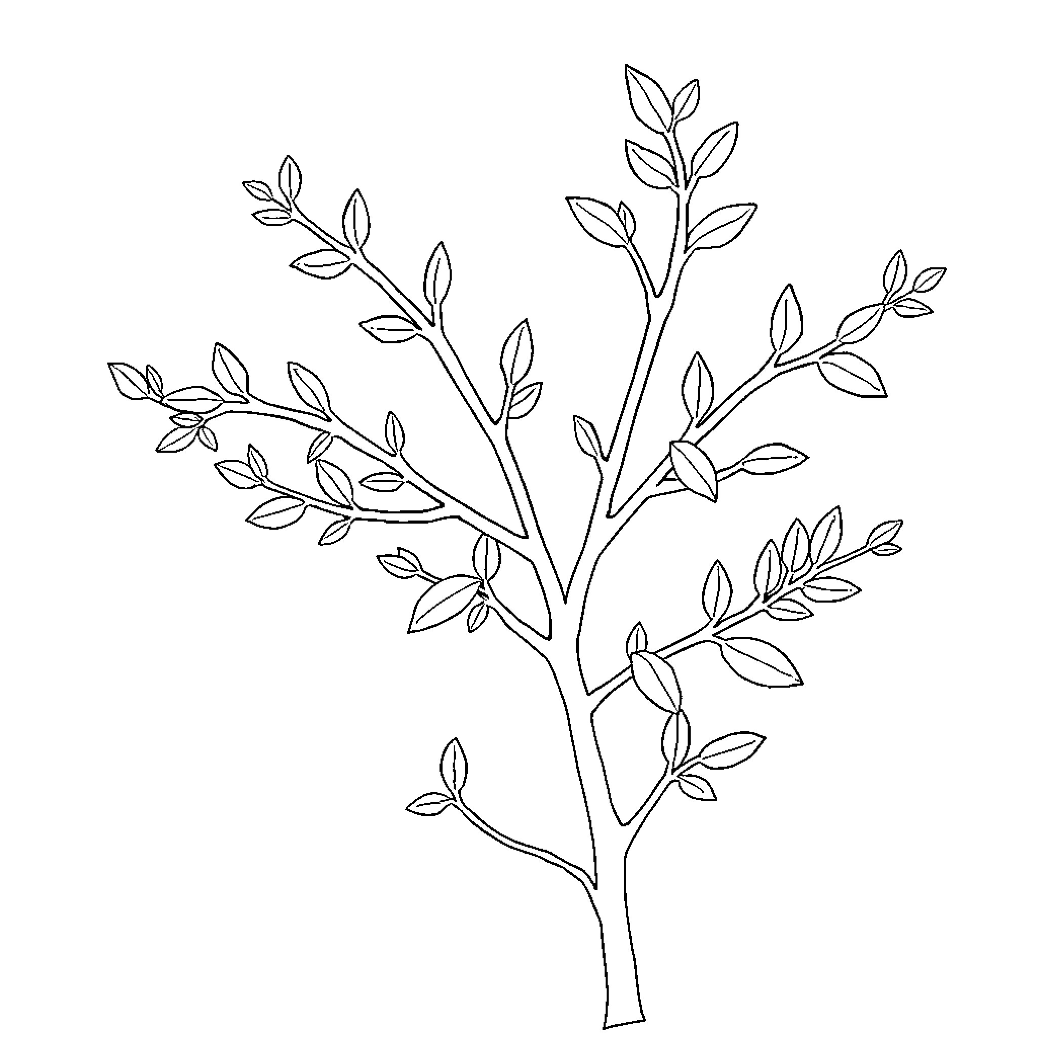 Sickle Bush with Branches and Leaves Coloring Page (free black-and-white line drawing printable PDF for all, from beginners to advanced learners, including children, teens, adults, and seniors)
