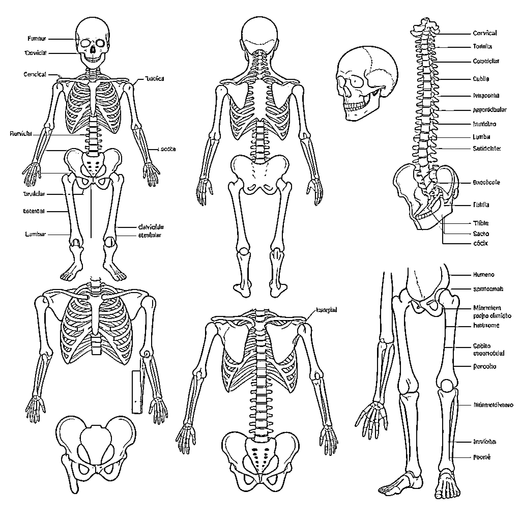 Human Skeleton Anatomy Diagram with Labeled Parts Coloring Page (free black-and-white line drawing printable PDF for all, from beginners to advanced learners, including children, teens, adults, and seniors)