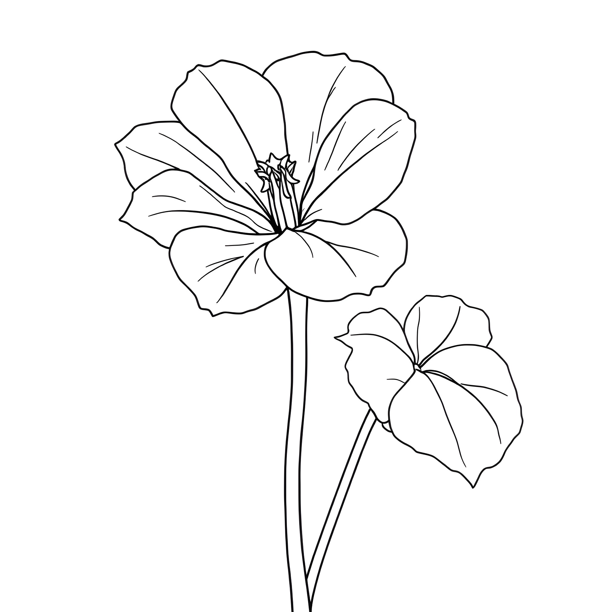 Nasturtium flowers in delicate outline Coloring Page (free black-and-white line drawing printable PDF for all, from beginners to advanced learners, including children, teens, adults, and seniors)