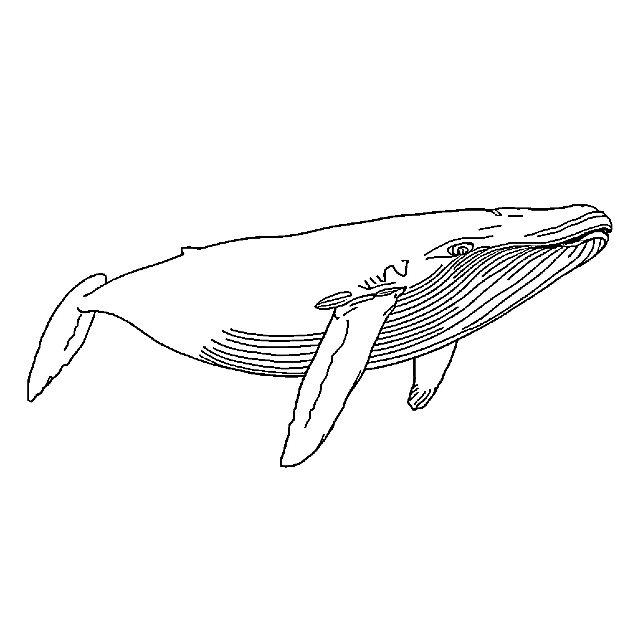 Whale gliding gracefully through the ocean Coloring Page (free black-and-white line drawing printable PDF for all, from beginners to advanced learners, including children, teens, adults, and seniors)