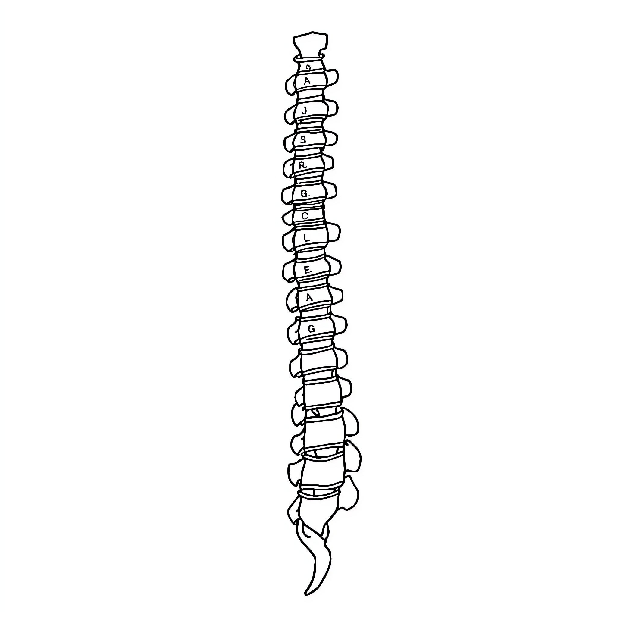 Spinal Cord Skeleton Illustration Coloring Page (free black-and-white line drawing printable PDF for all, from beginners to advanced learners, including children, teens, adults, and seniors)