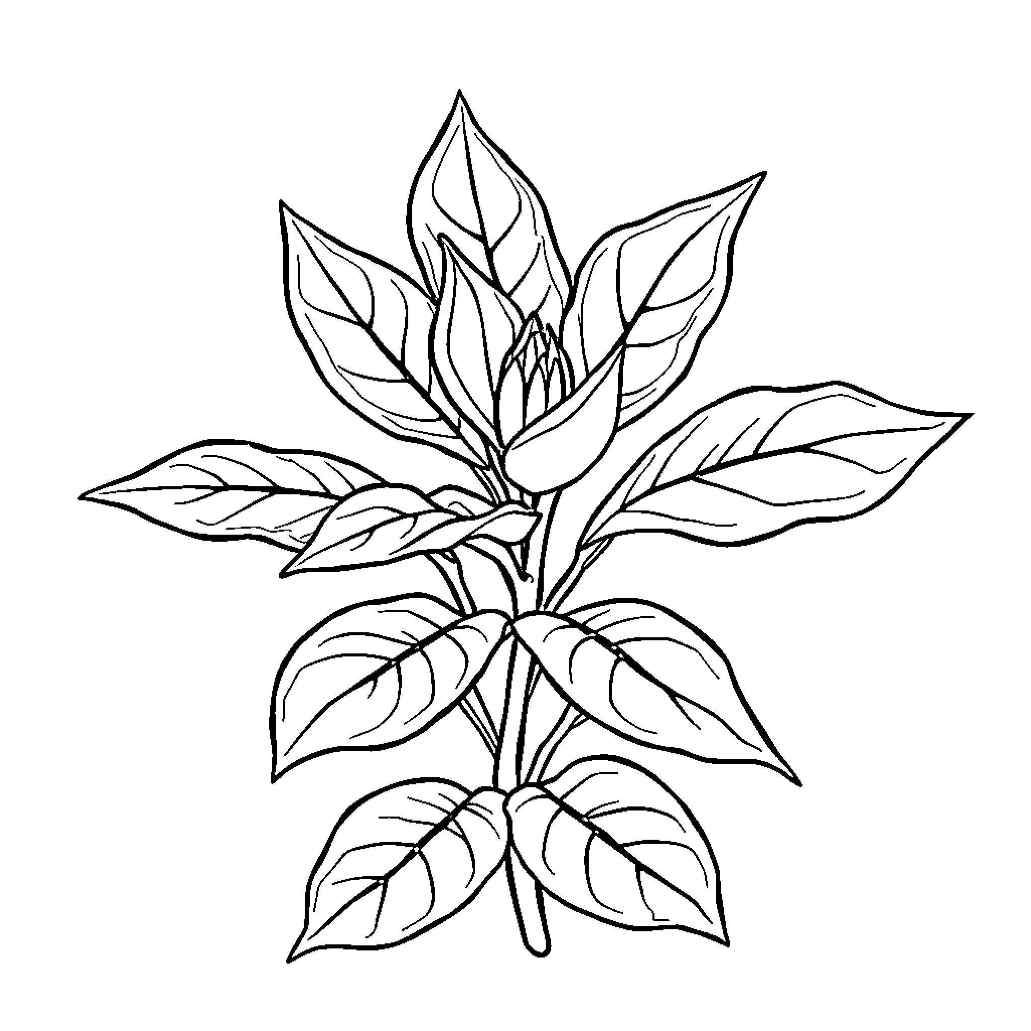 Plant with intricate leaf patterns Coloring Page (free black-and-white line drawing printable PDF for all, from beginners to advanced learners, including children, teens, adults, and seniors)