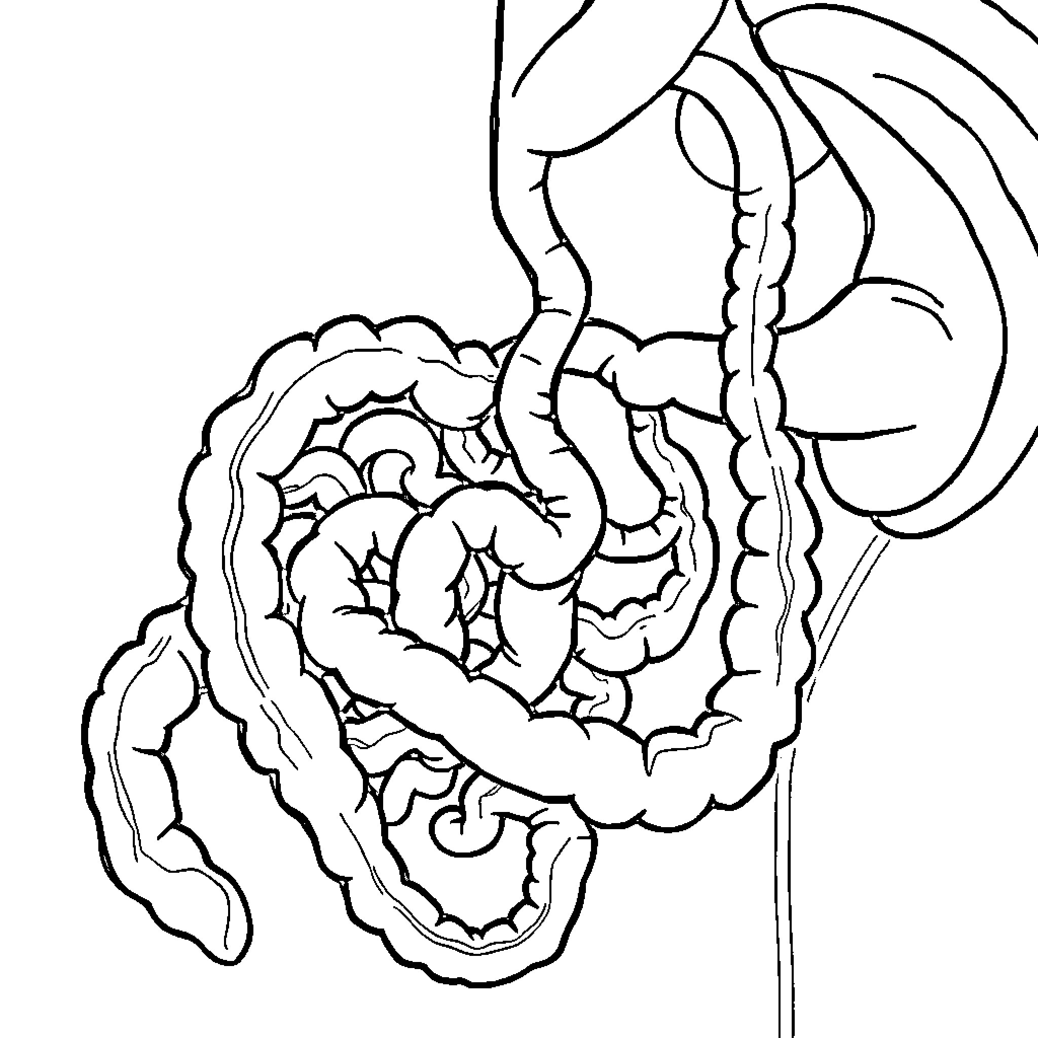 Intestines tangled in complex patterns Coloring Page (free black-and-white line drawing printable PDF for all, from beginners to advanced learners, including children, teens, adults, and seniors)