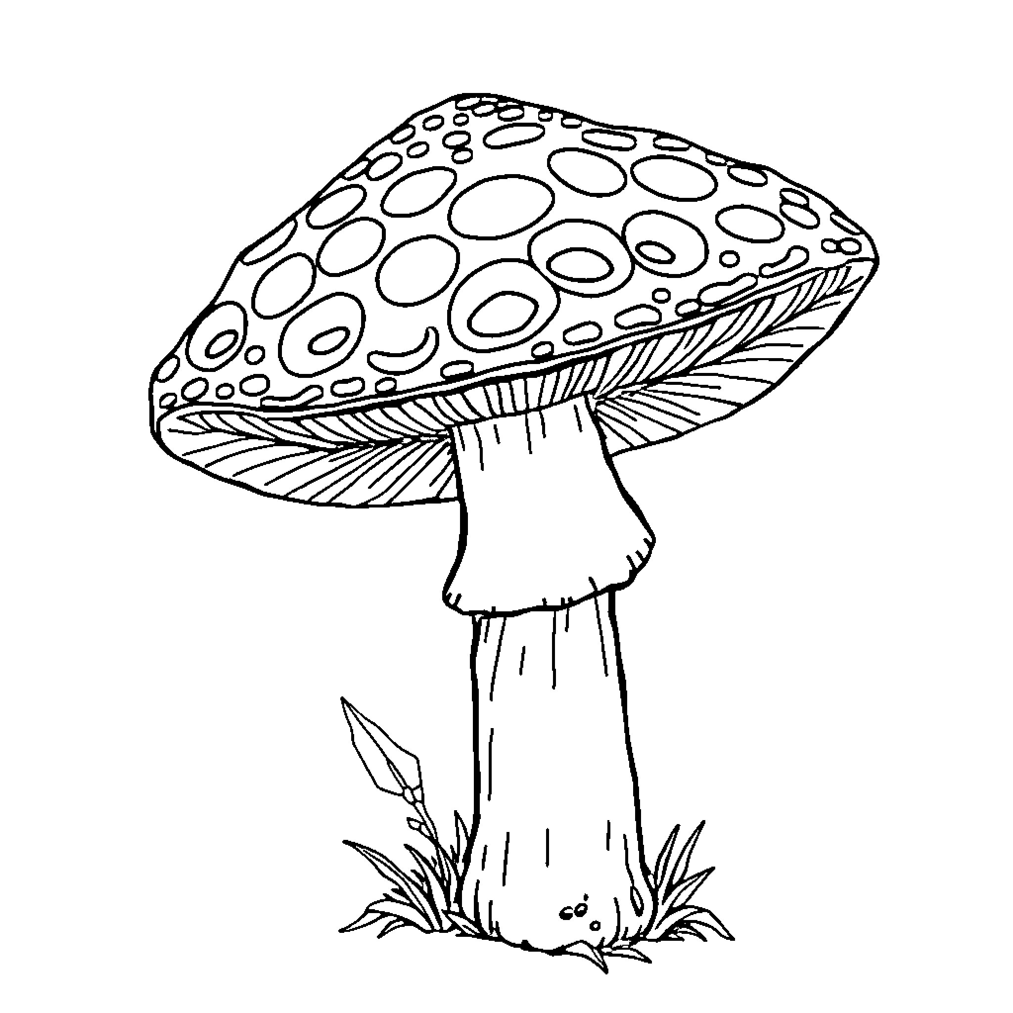 Morrel Mushroom growing in the forest Coloring Page (free black-and-white line drawing printable PDF for all, from beginners to advanced learners, including children, teens, adults, and seniors)