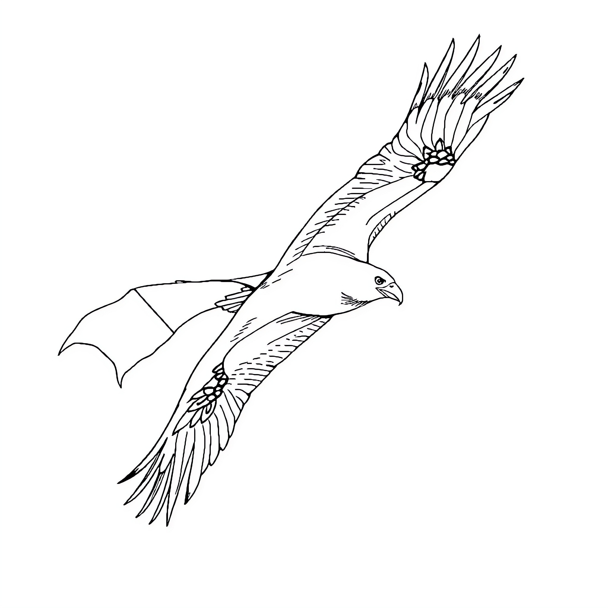 Condor in flight with wings outstretched Coloring Page (free black-and-white line drawing printable PDF for all, from beginners to advanced learners, including children, teens, adults, and seniors)