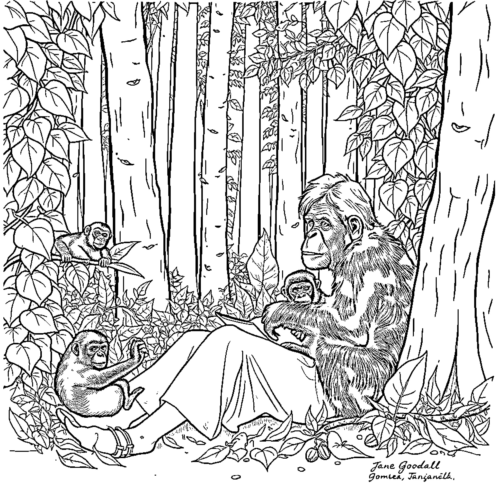 Jane Goodall observing chimpanzees in the wild habitat Coloring Page (free black-and-white line drawing printable PDF for all, from beginners to advanced learners, including children, teens, adults, and seniors)