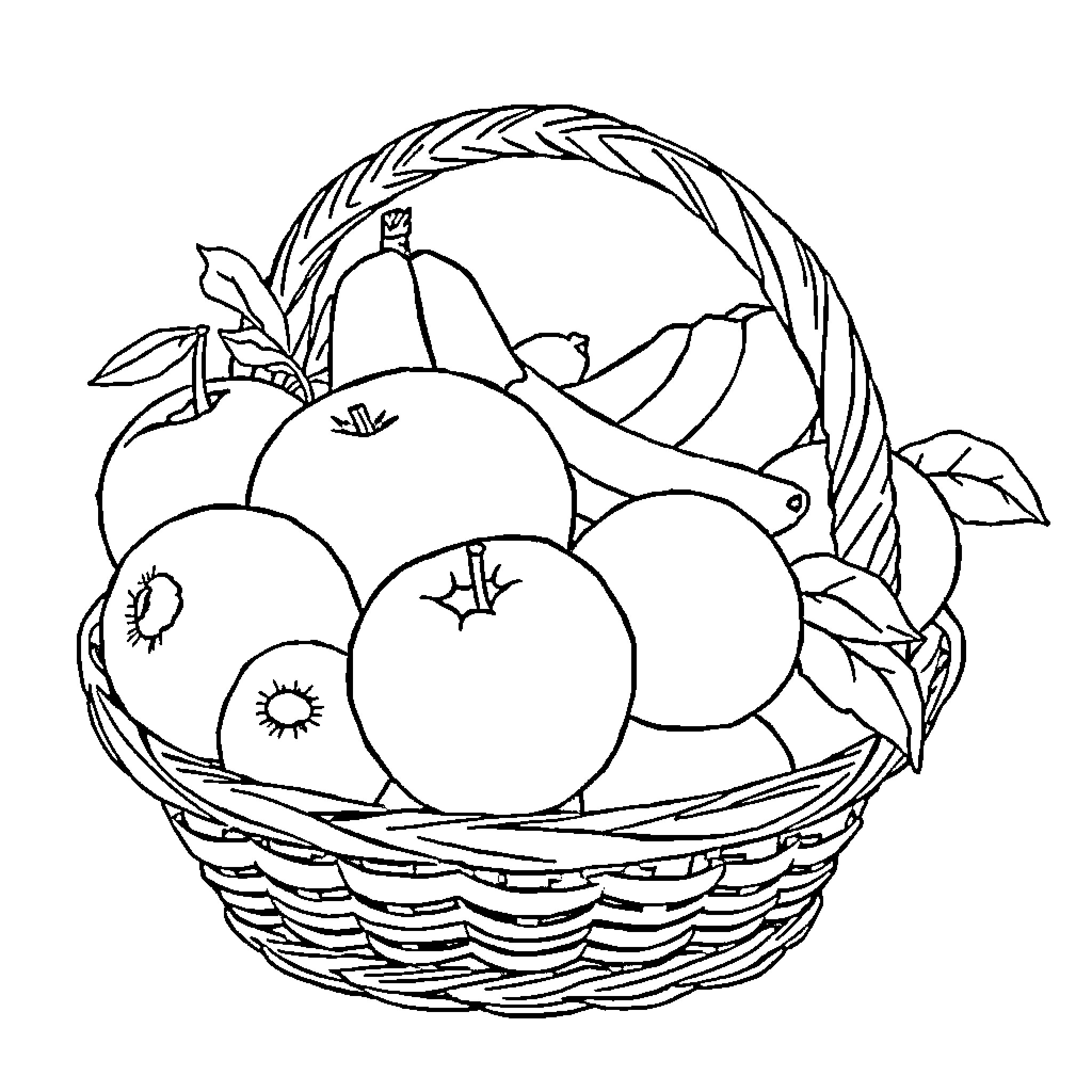 Fruit Basket Filled with Apples and Pears Coloring Page (free black-and-white line drawing printable PDF for all, from beginners to advanced learners, including children, teens, adults, and seniors)