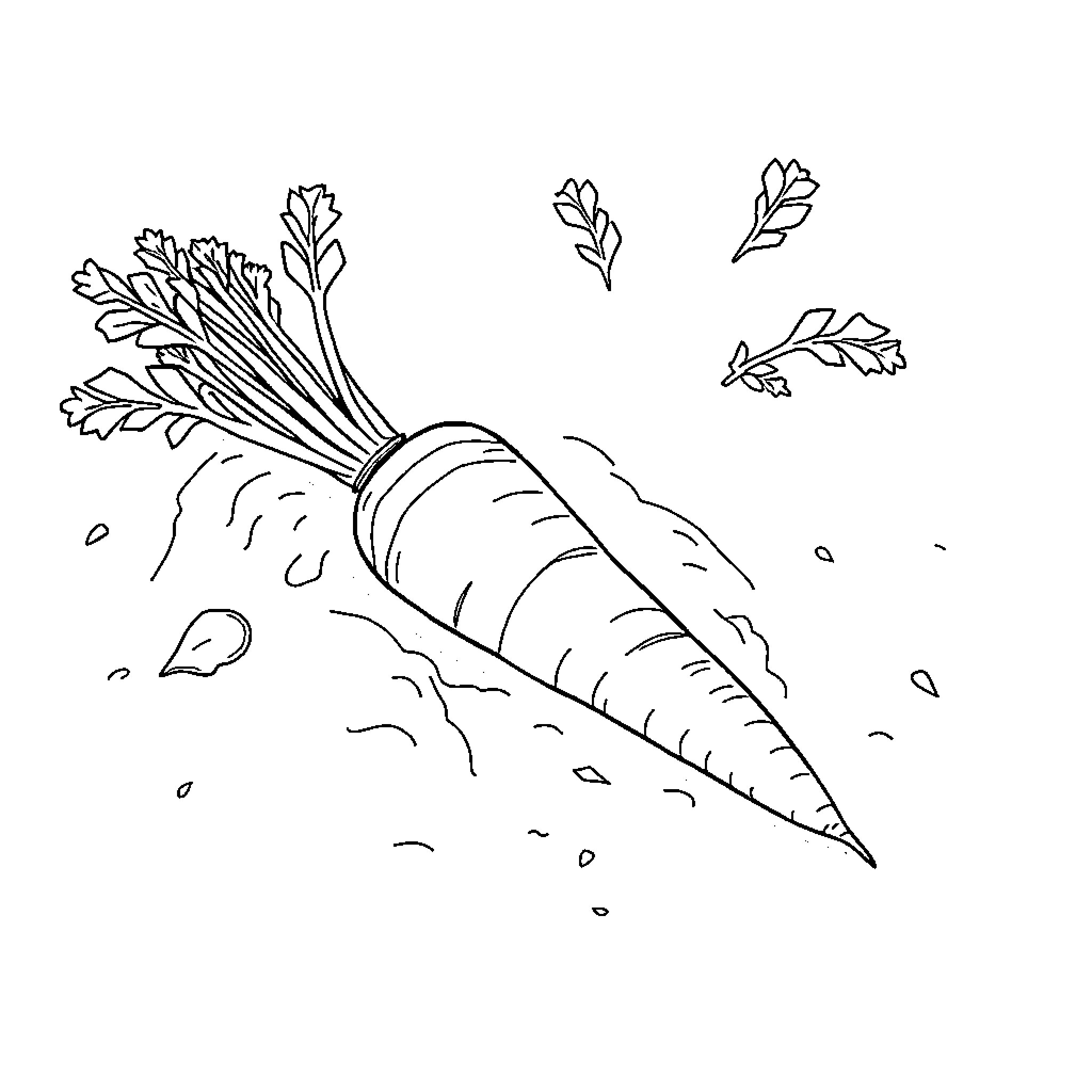 Carrot harvest depicted in simple line drawing Coloring Page (free black-and-white line drawing printable PDF for all, from beginners to advanced learners, including children, teens, adults, and seniors)