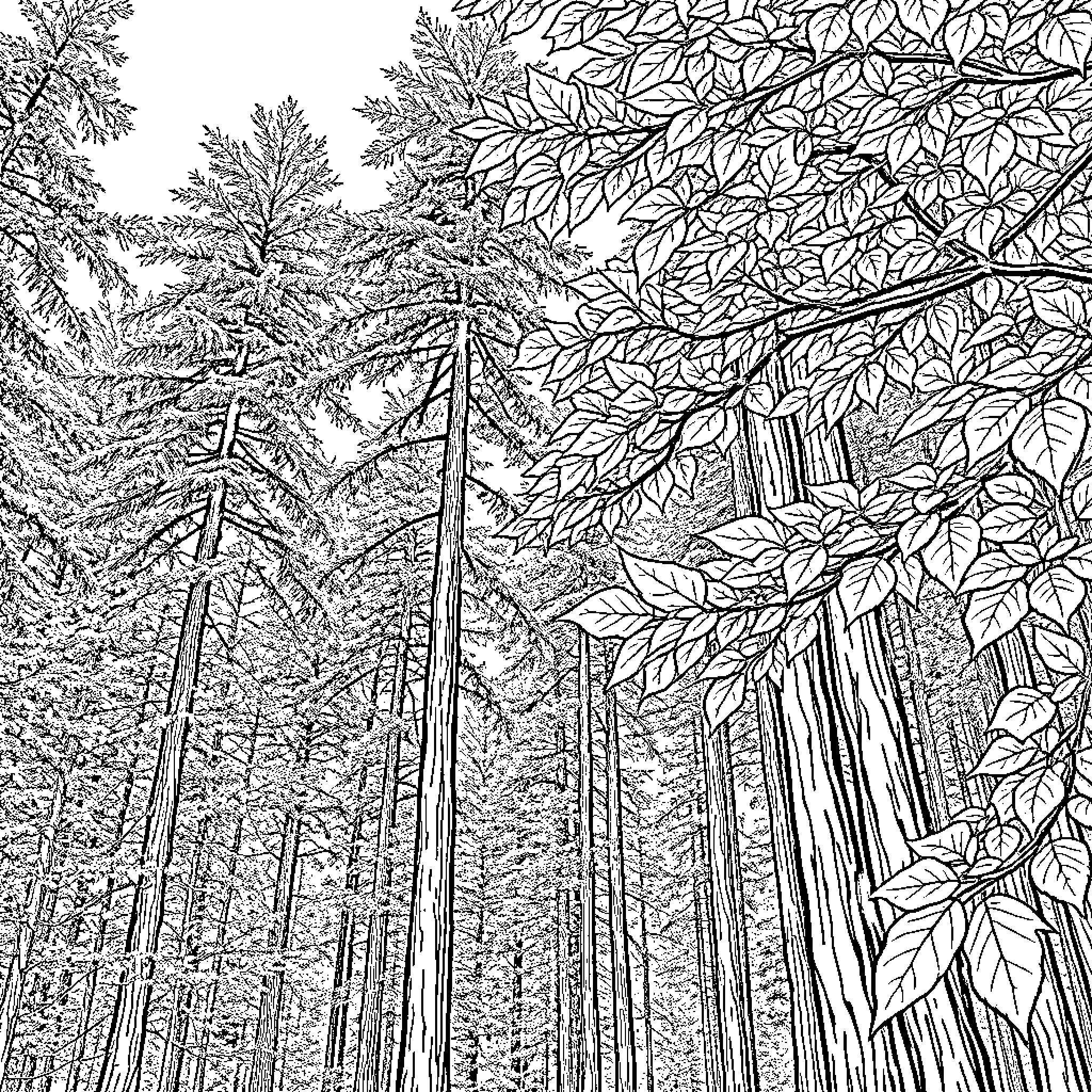 Leaf-clad Forest Scene of Trees and Foliage Coloring Page (free black-and-white line drawing printable PDF for all, from beginners to advanced learners, including children, teens, adults, and seniors)