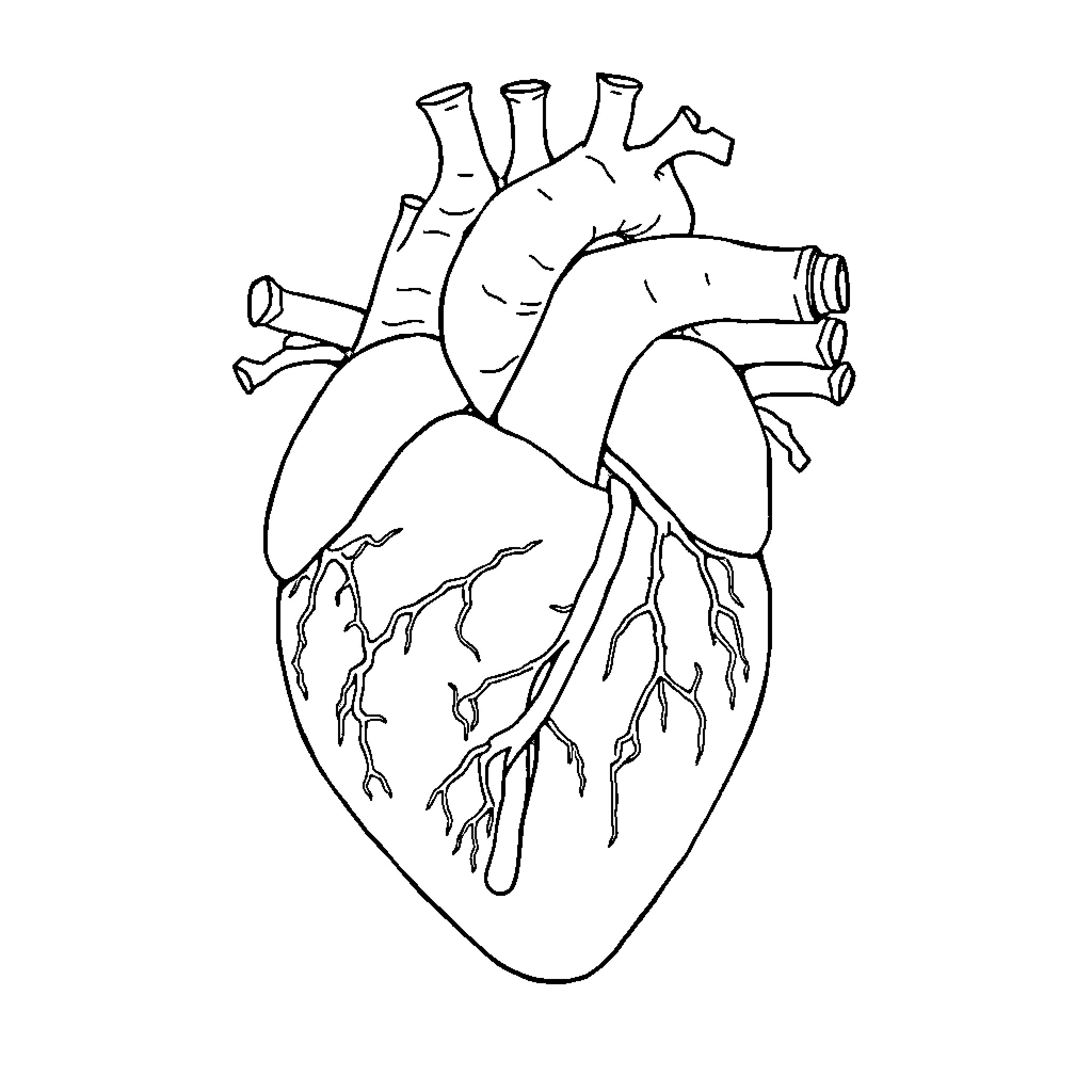 Heart Anatomy Illustration Coloring Page (free black-and-white line drawing printable PDF for all, from beginners to advanced learners, including children, teens, adults, and seniors)
